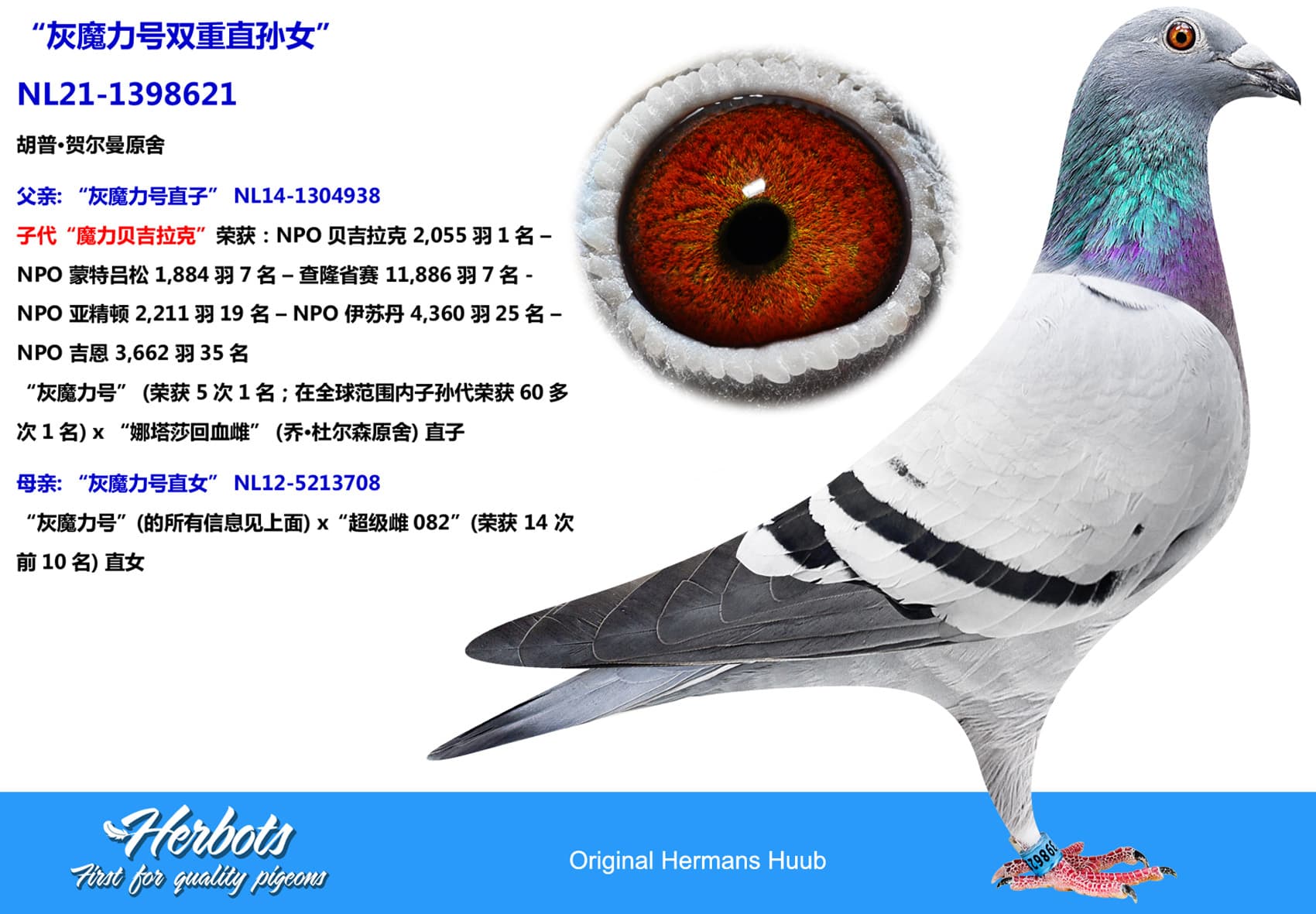 pigeon: undefined