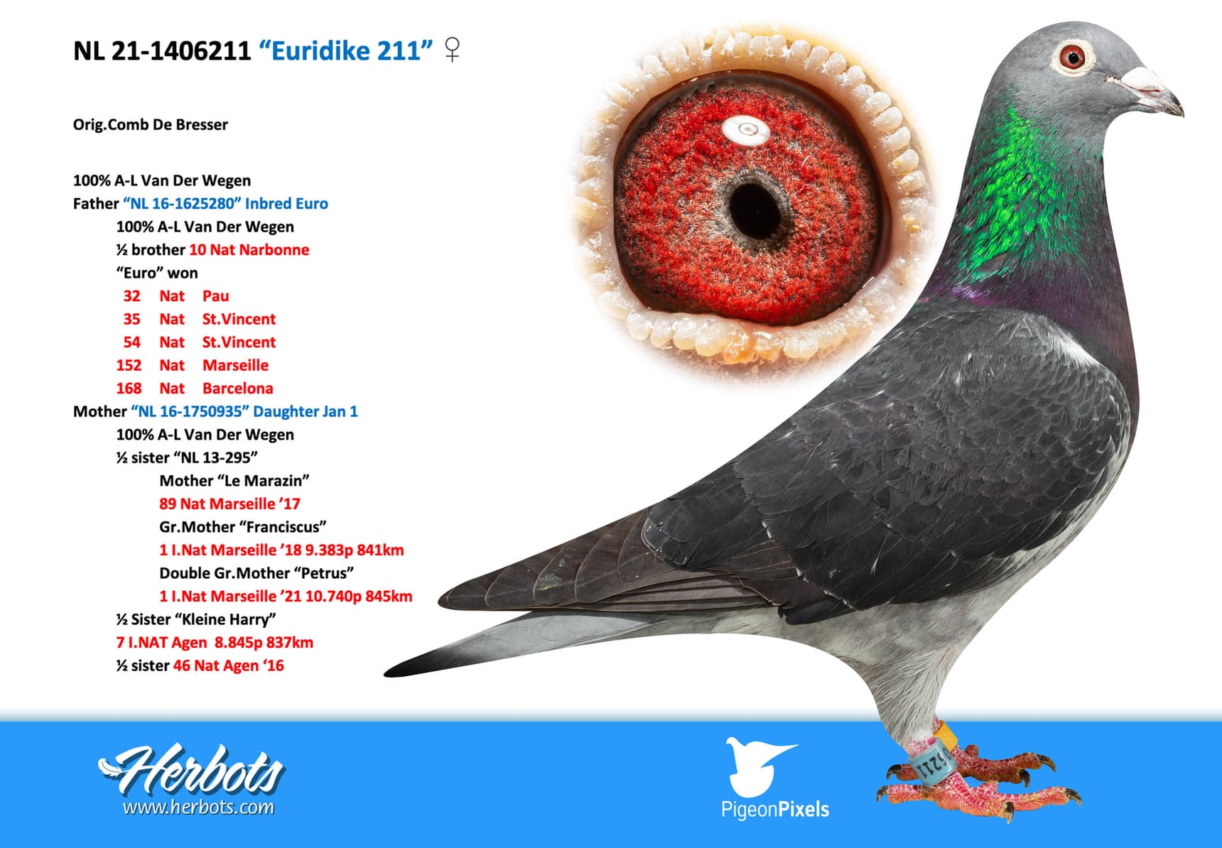 pigeon: “Euridike 211”
