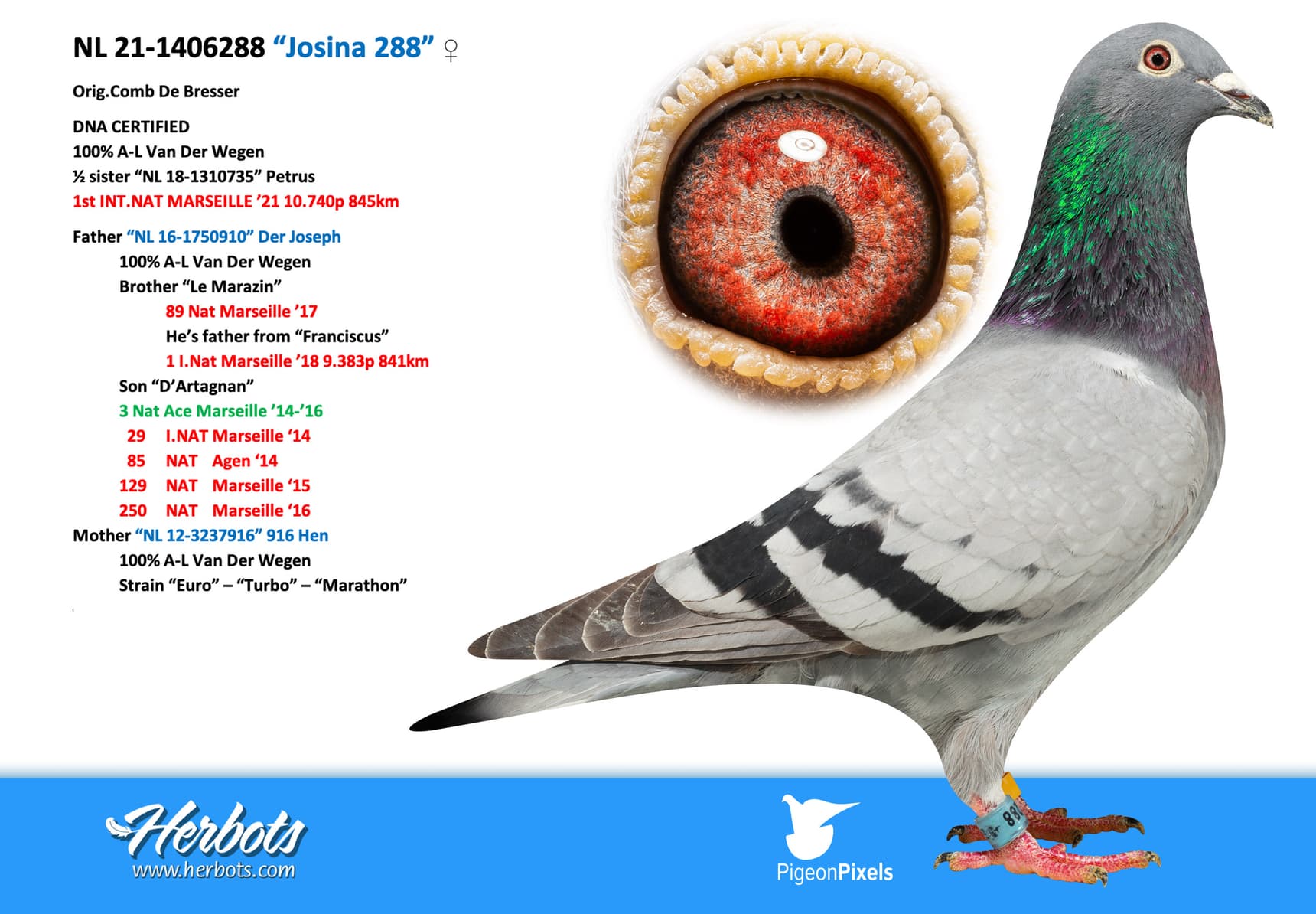 pigeon: “Josina 288”