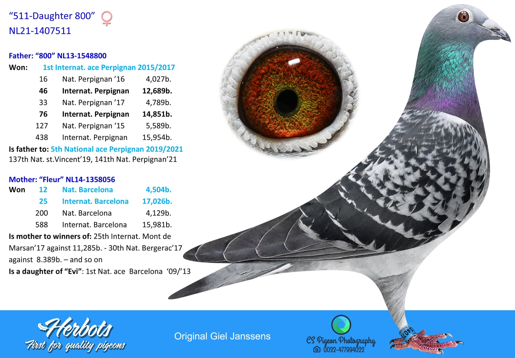 pigeon: “511-Daughter 800”