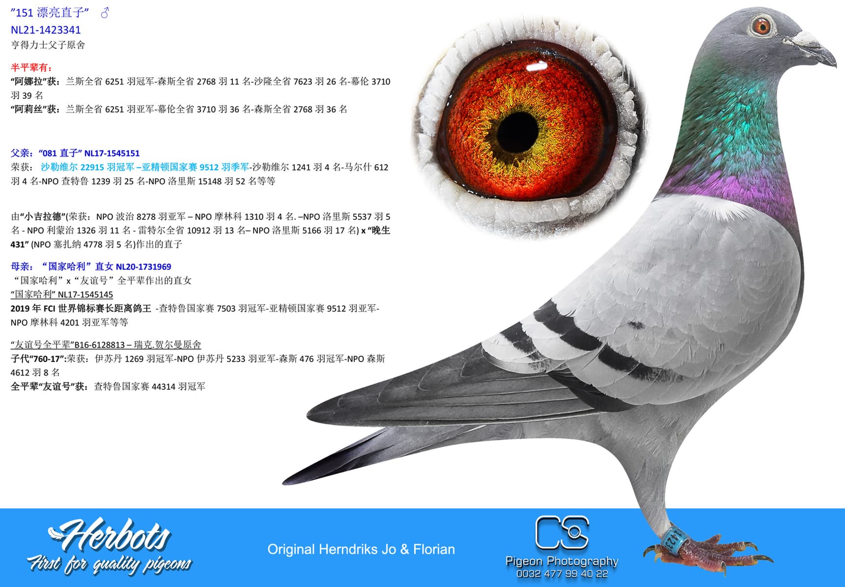 pigeon: undefined