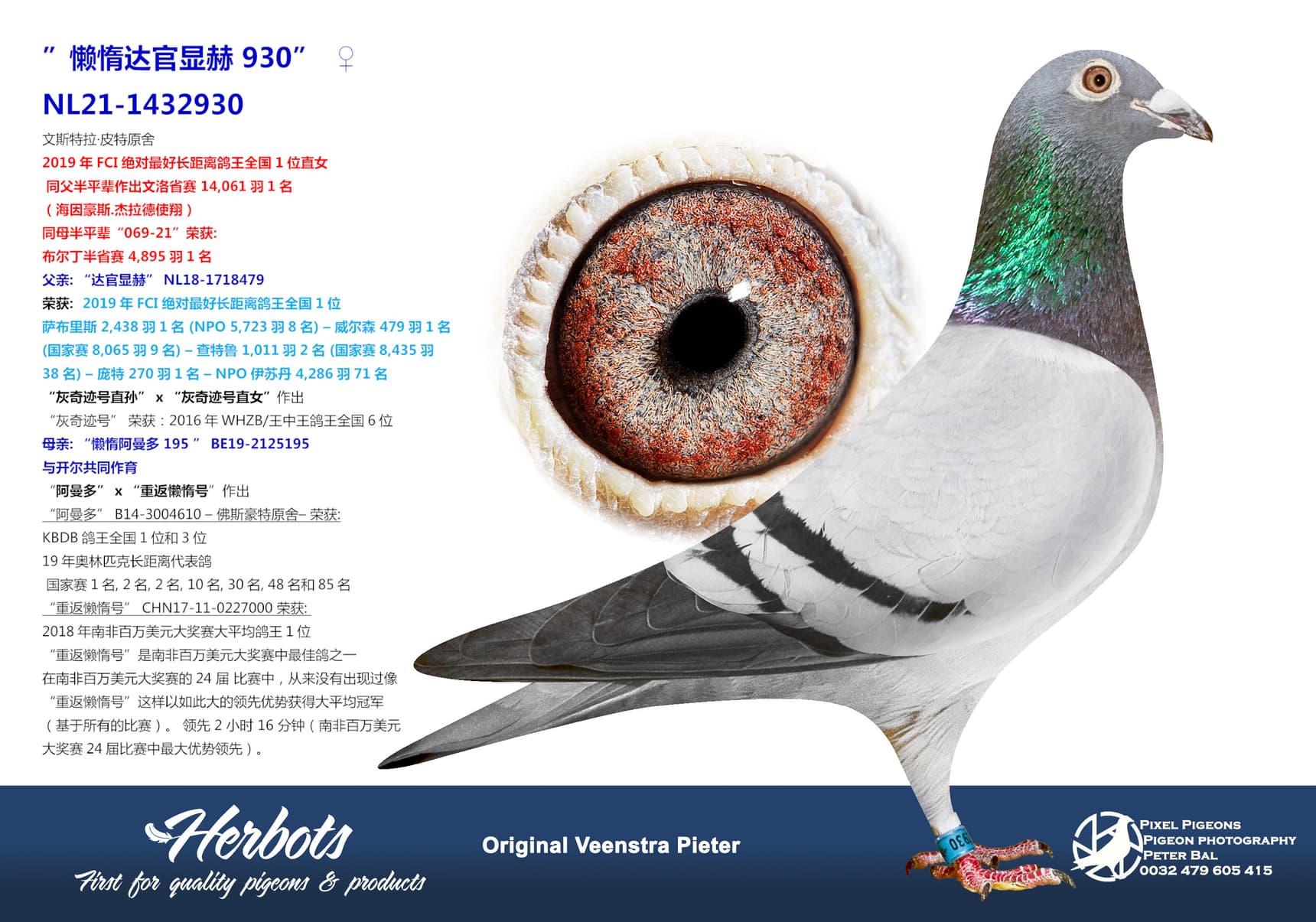 pigeon: ”懒惰达官显赫 930”