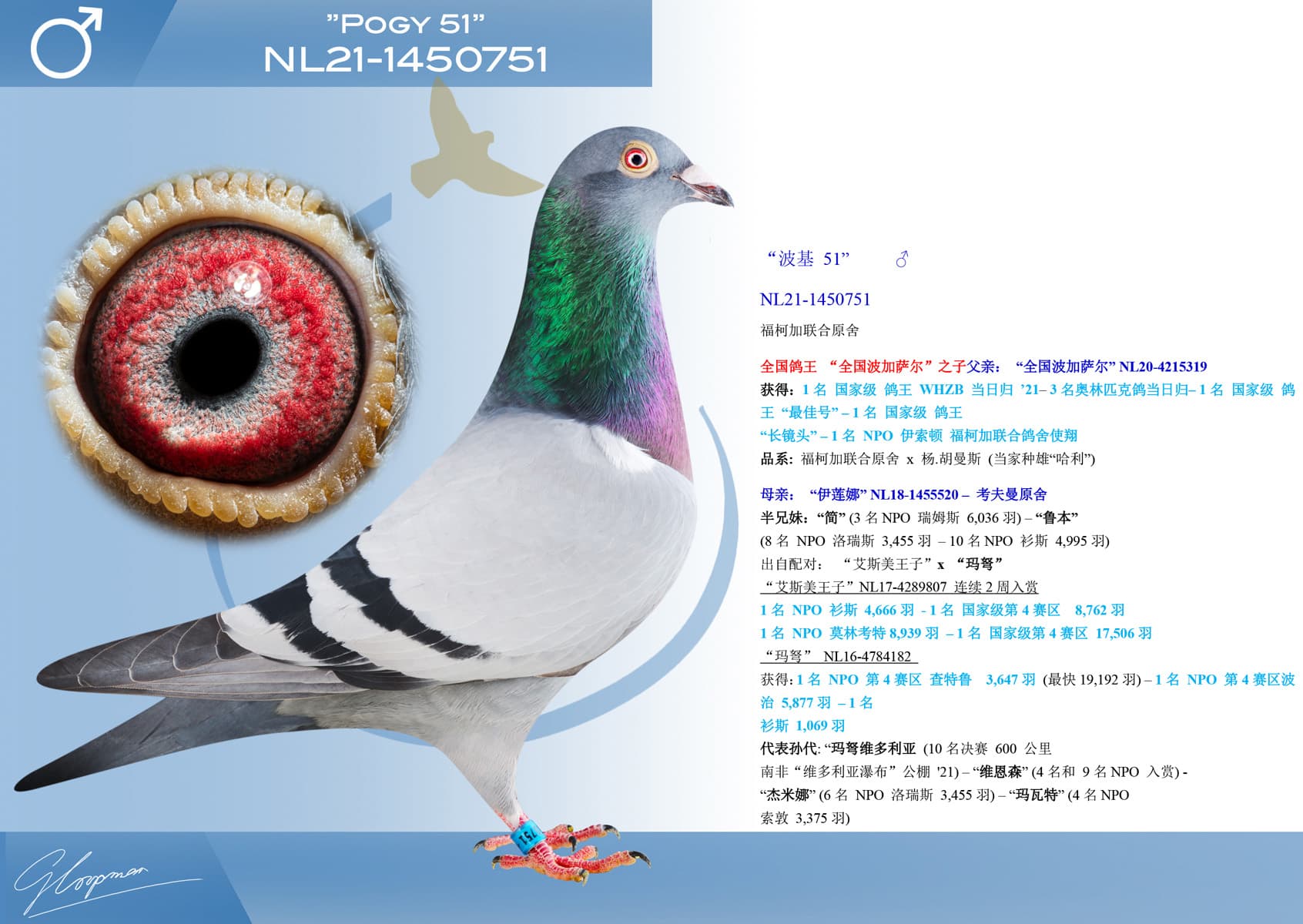 pigeon: undefined