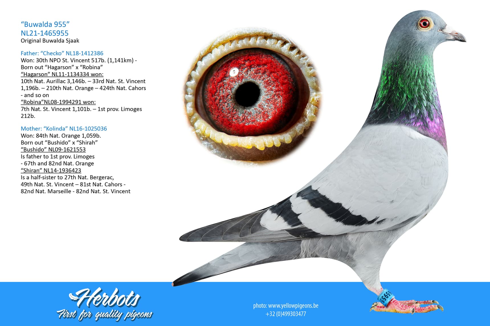 pigeon: “Buwalda 955”