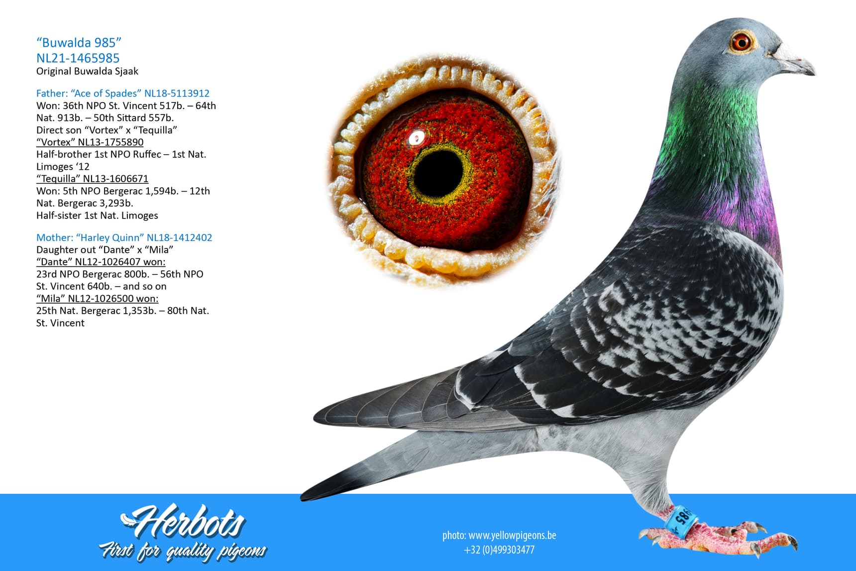 pigeon: undefined