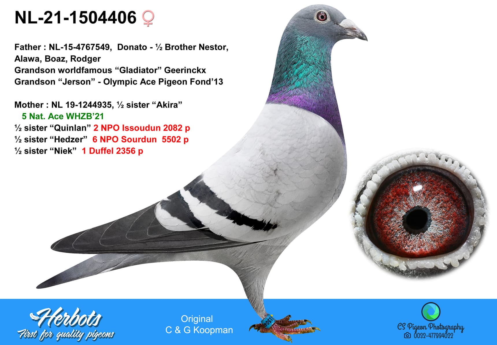 pigeon: undefined