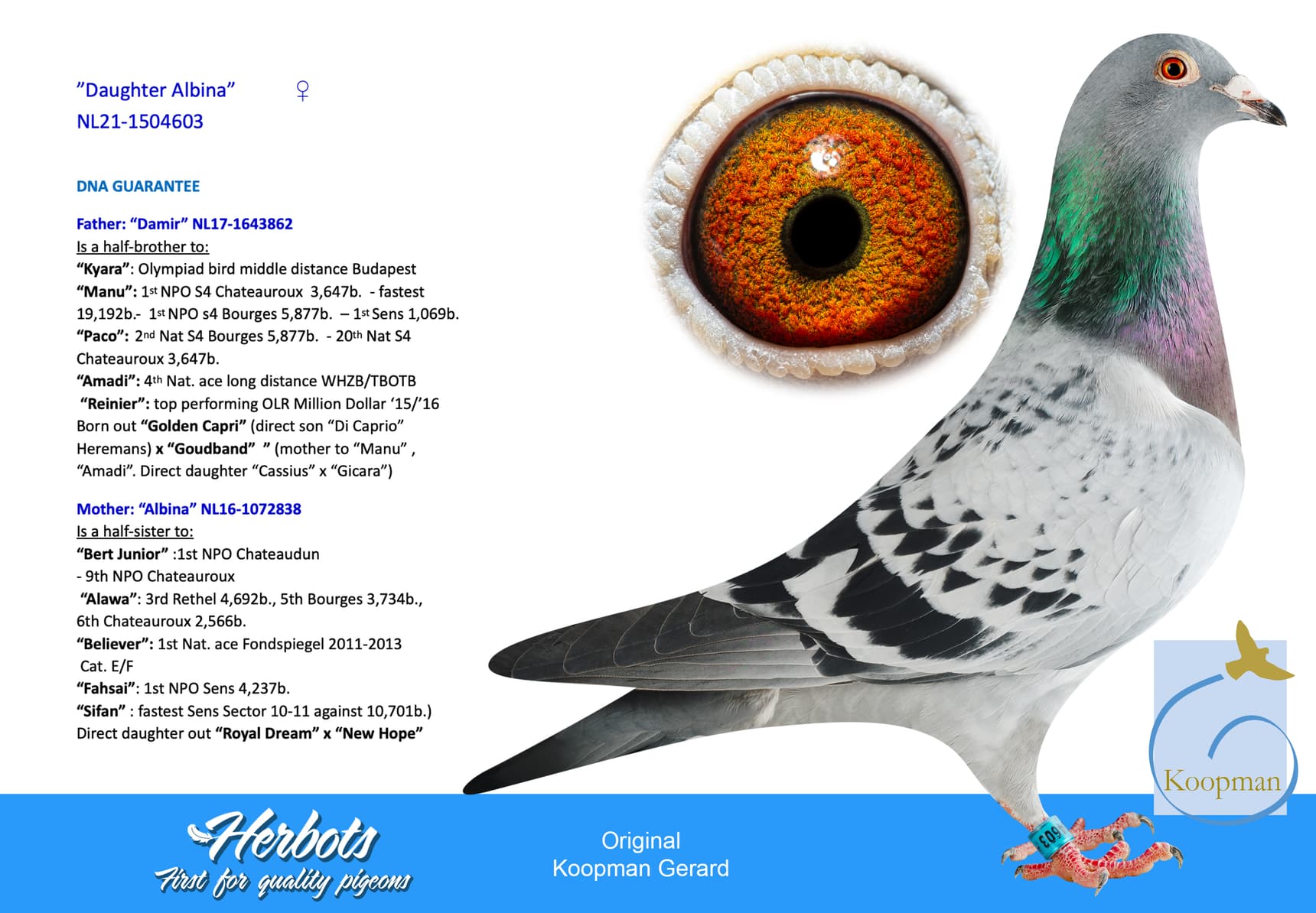 pigeon: "Daughter Albina"