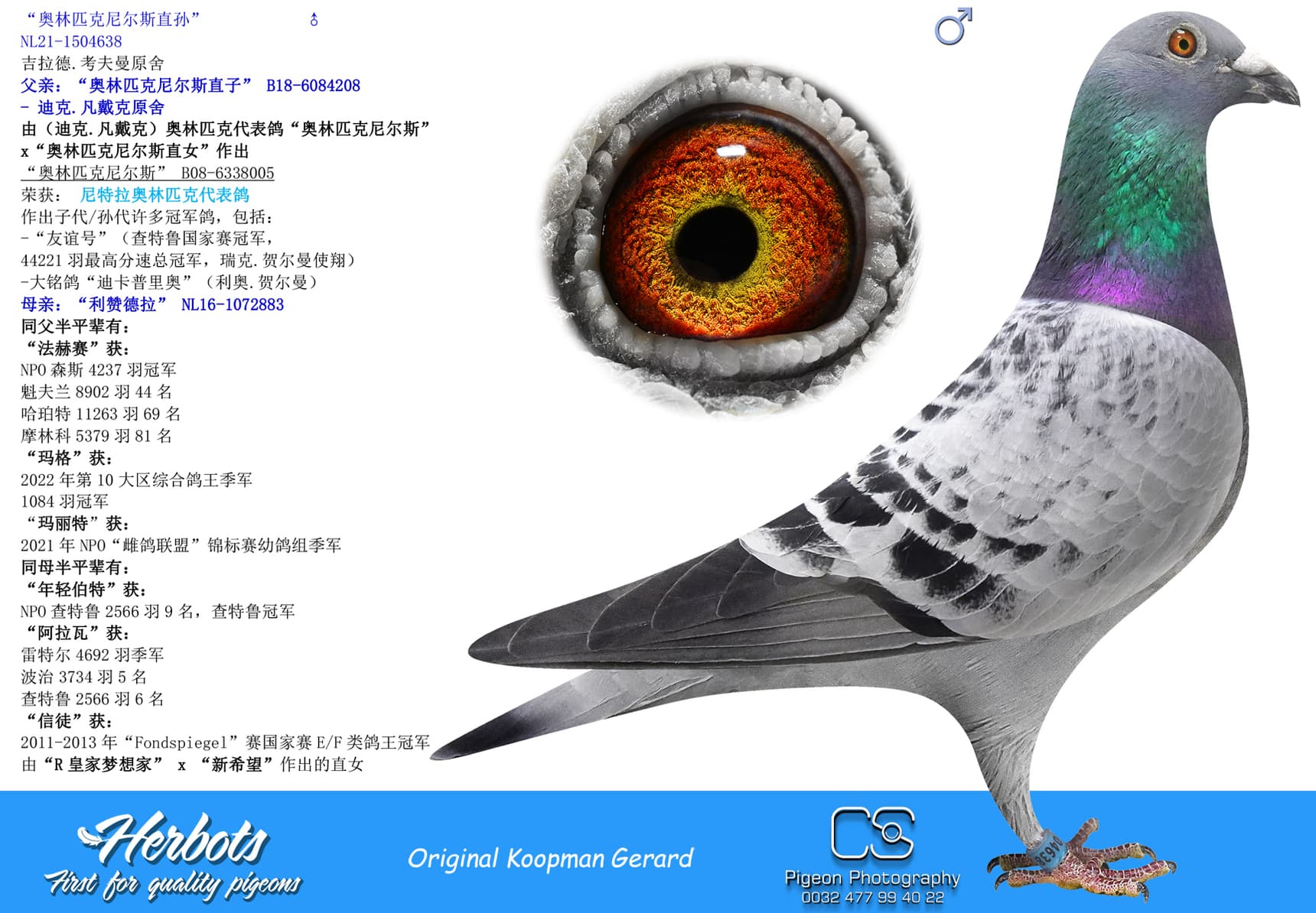pigeon: undefined