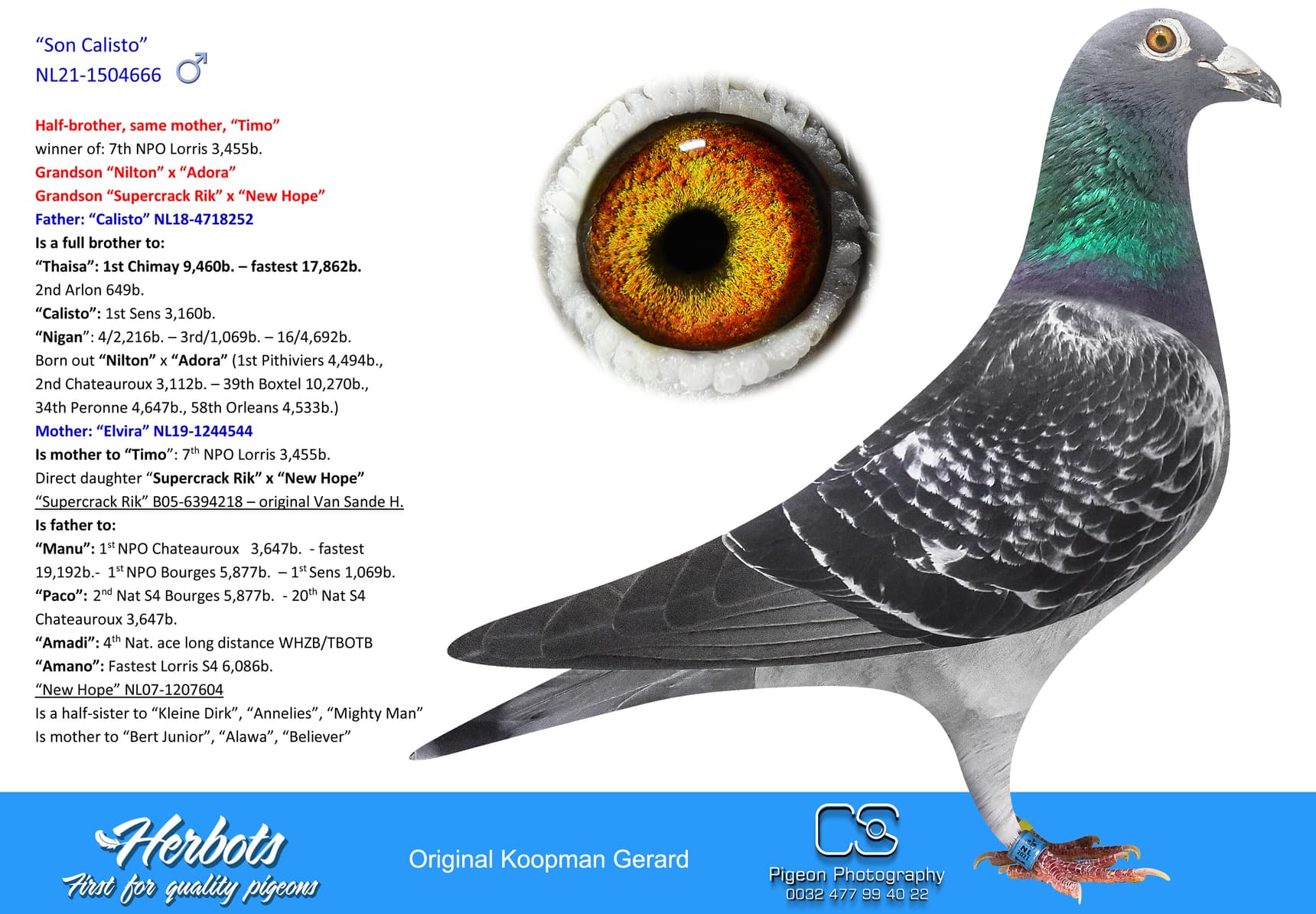 pigeon: “Son Calisto”