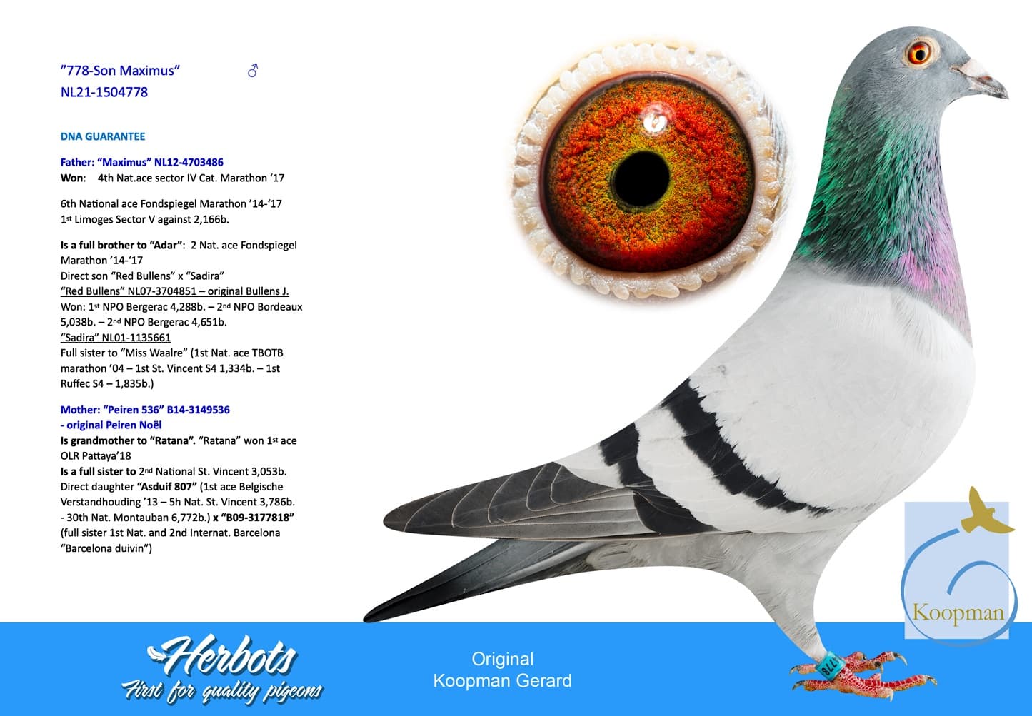 pigeon: ”778-Son Maximus”