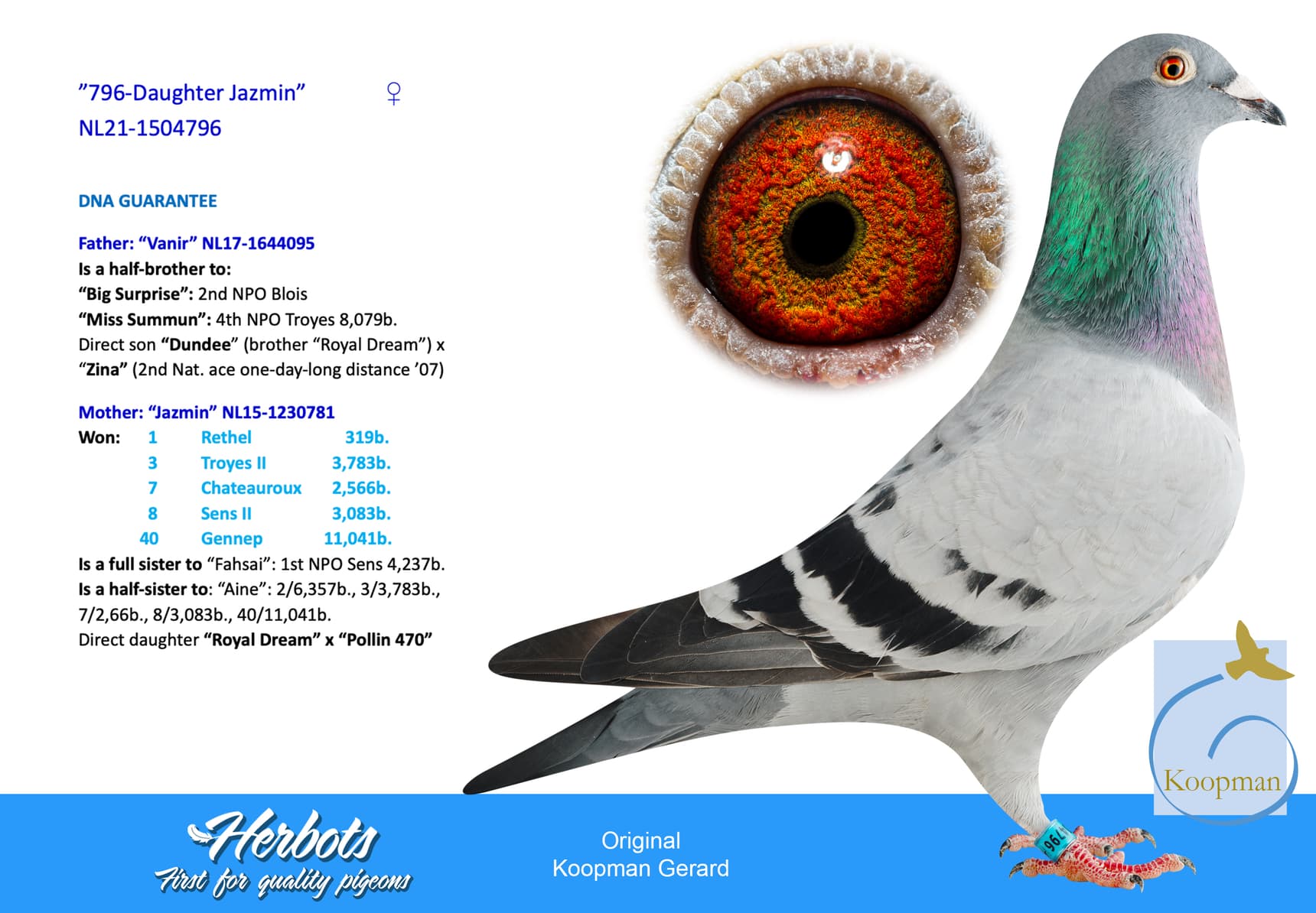 pigeon: "796-Daughter Jazmin"