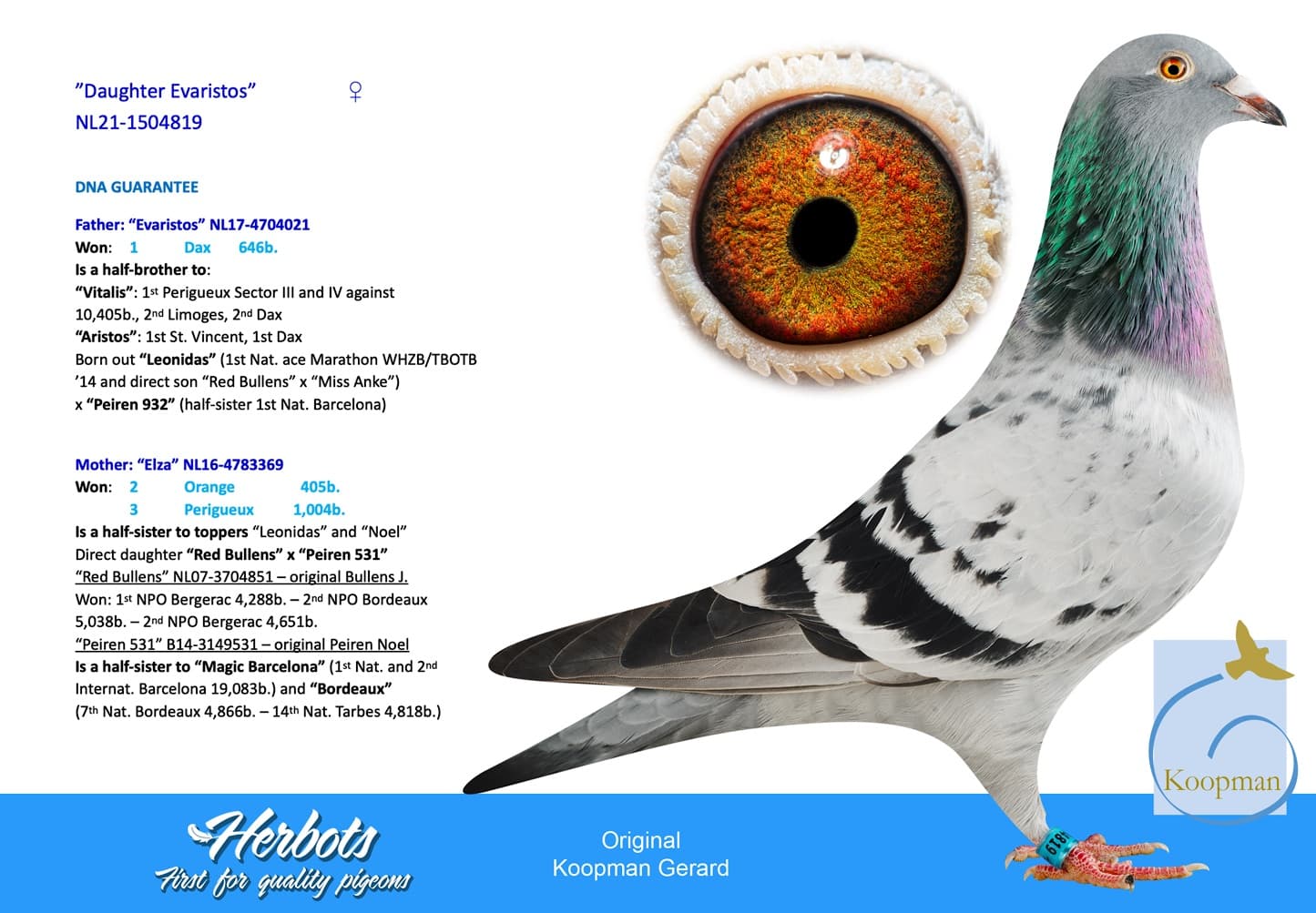 pigeon: ”Daughter Evaristos”