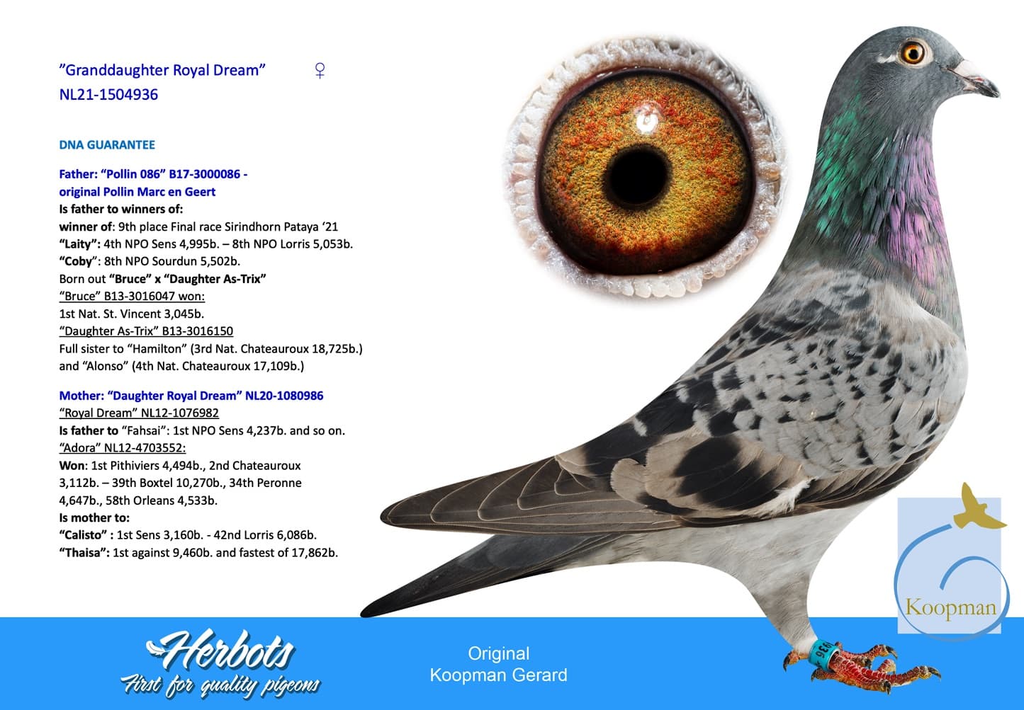 pigeon: ”Granddaughter Royal Dream”