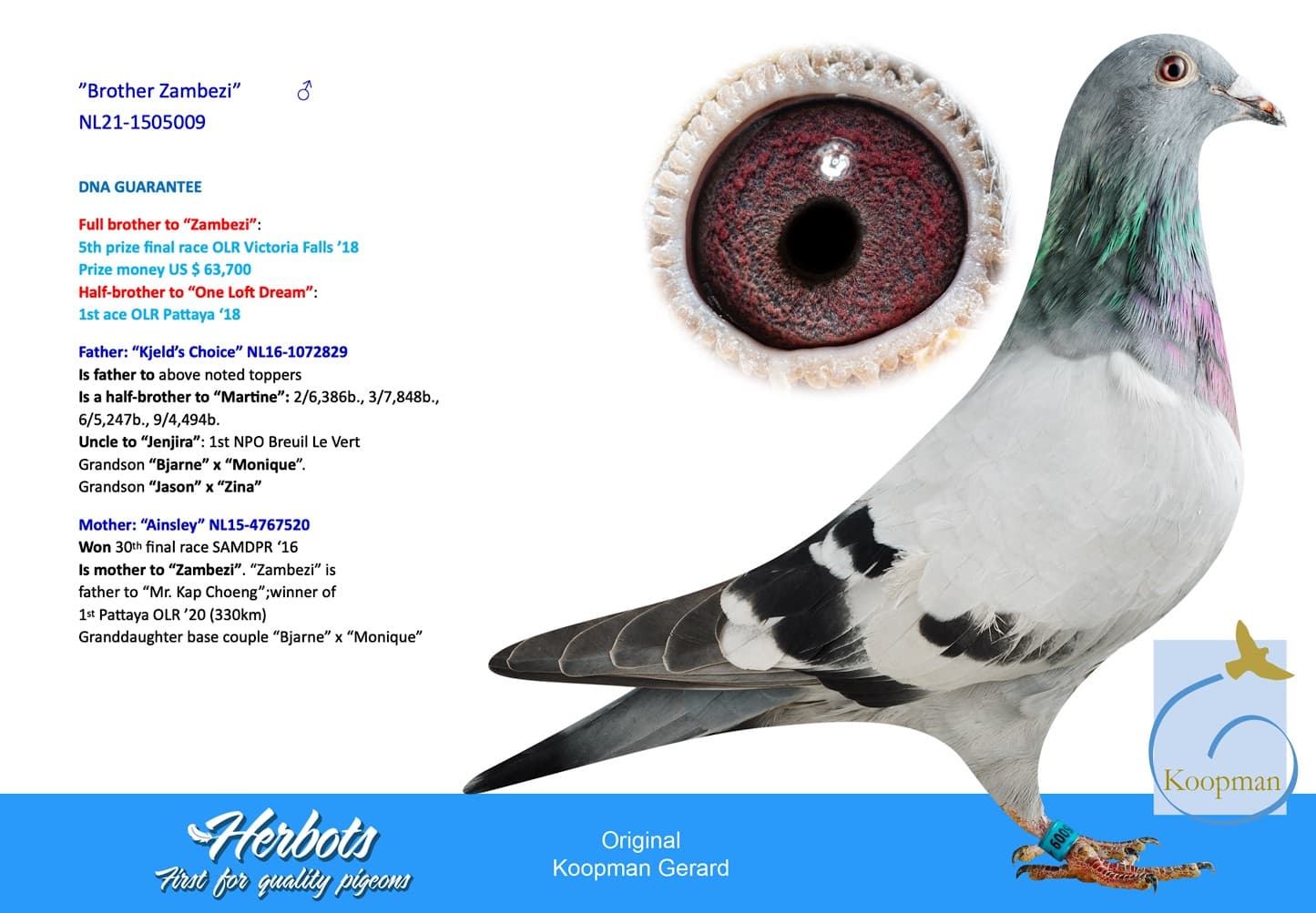 pigeon: ”Brother Zambezi”