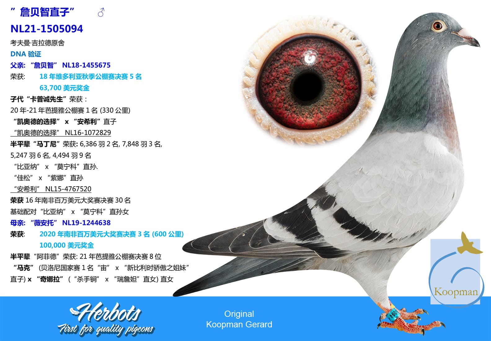 pigeon: ”詹贝智直子”