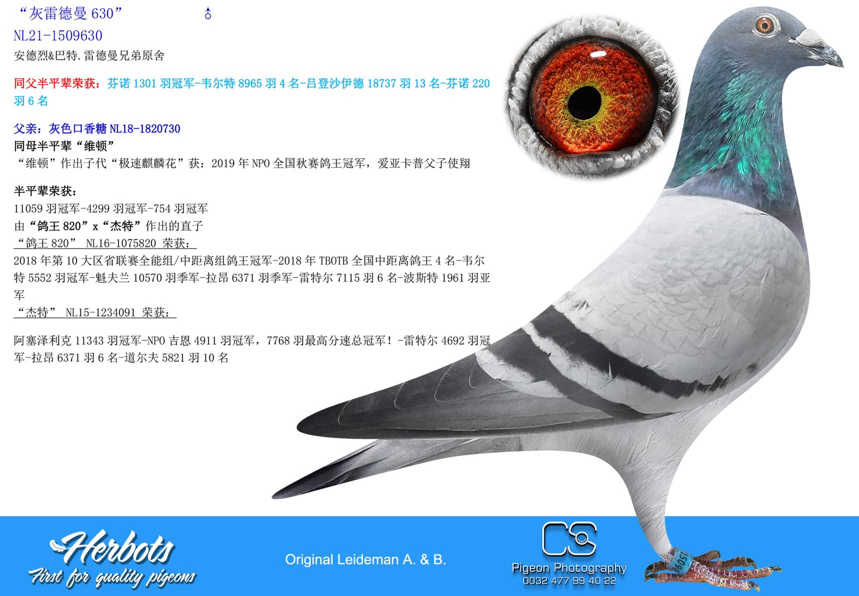 pigeon: undefined