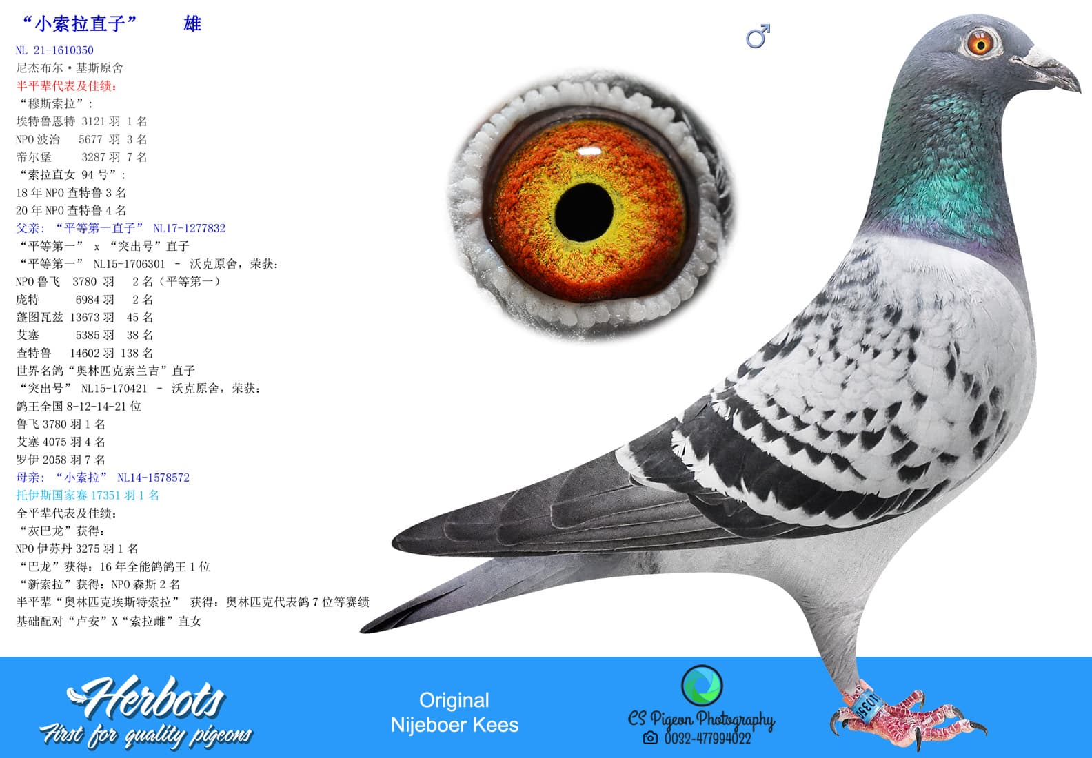 pigeon: undefined