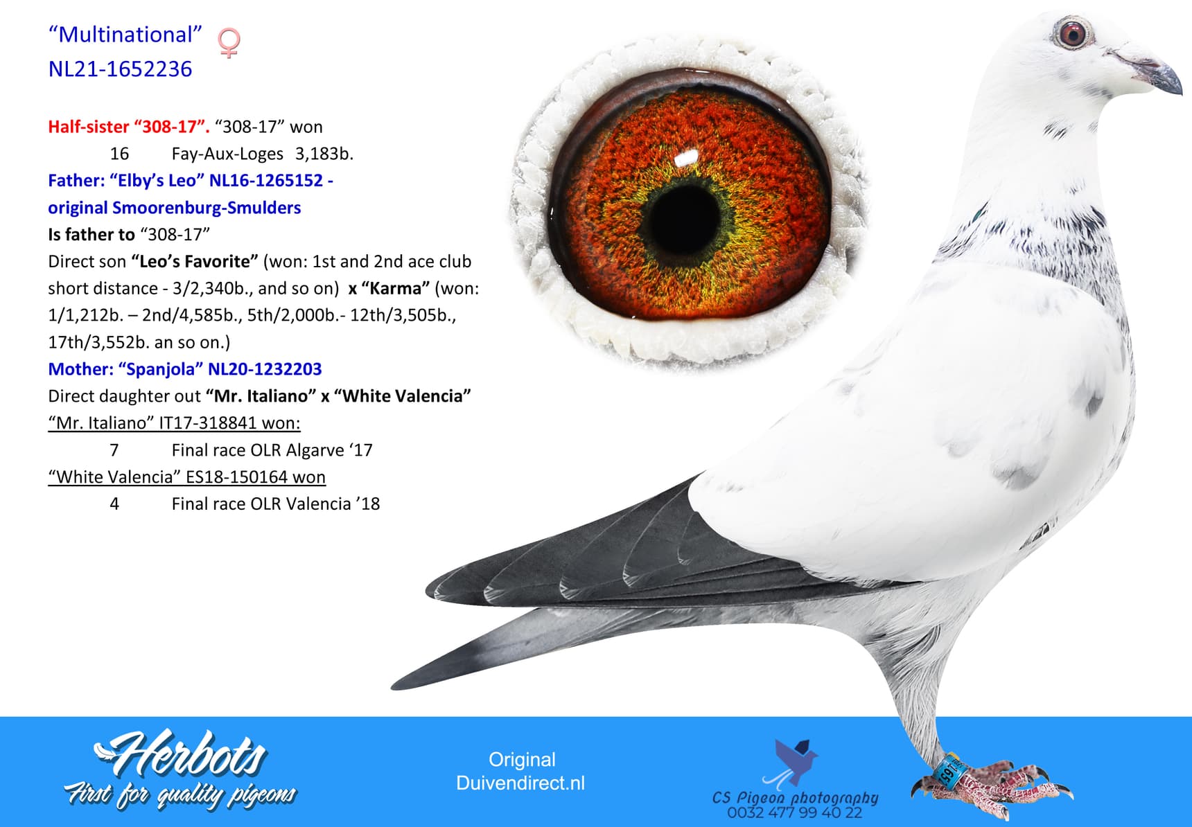 pigeon: “多国号”