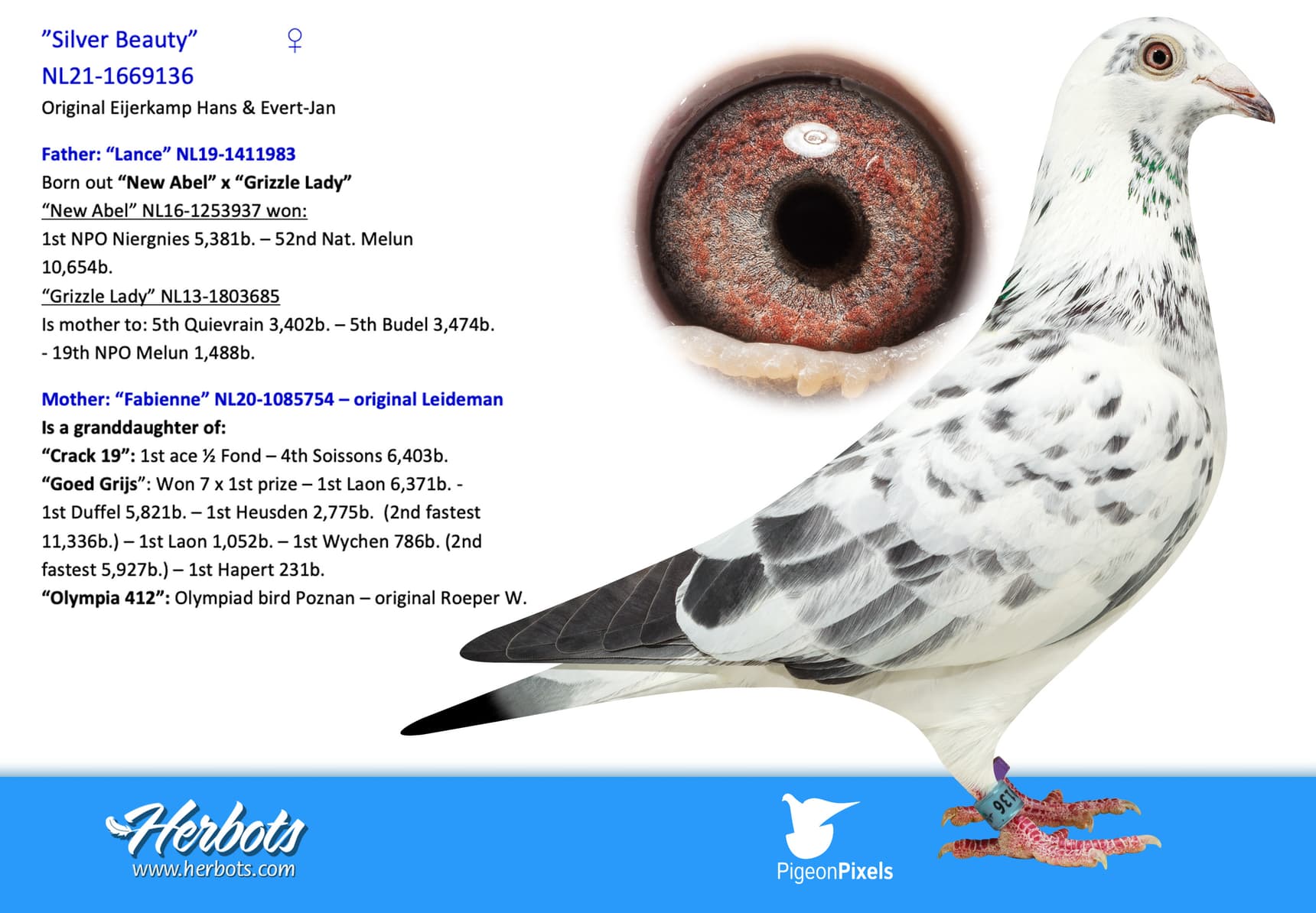 pigeon: ”Silver Beauty”