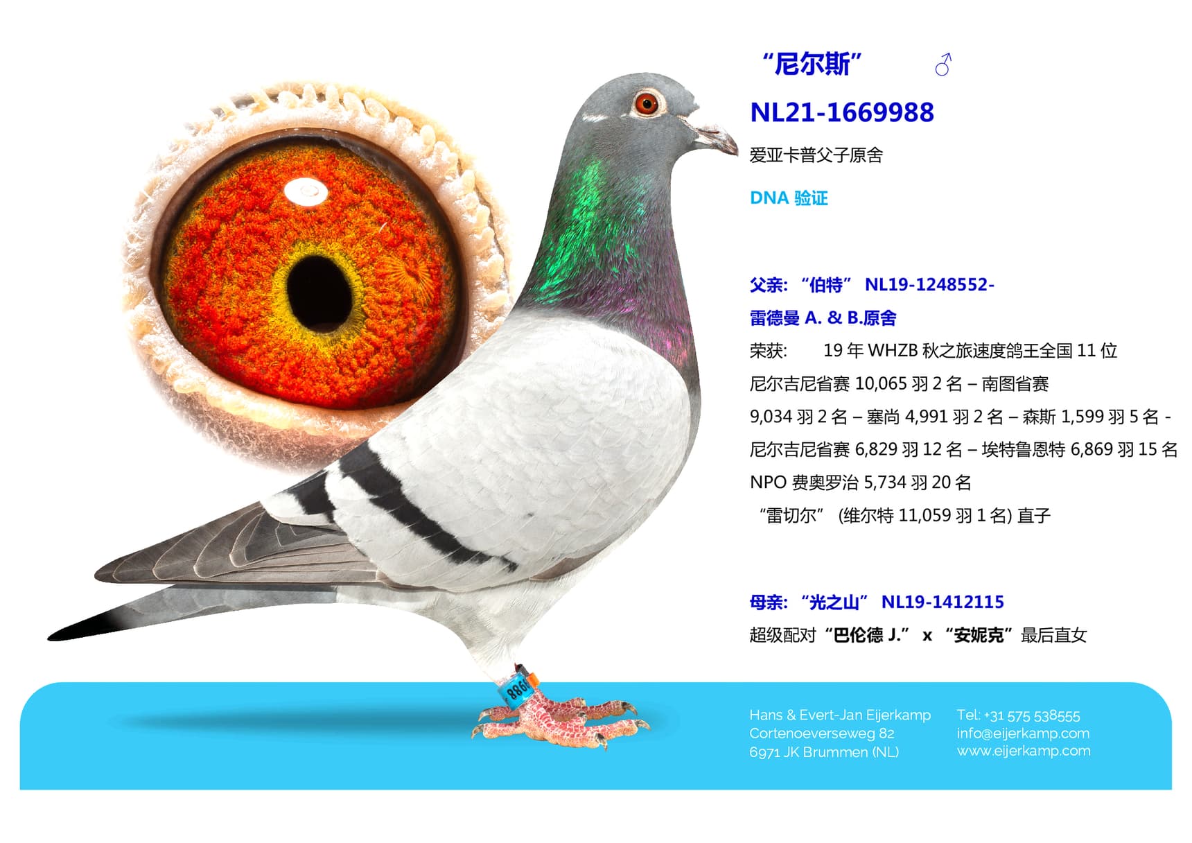pigeon: “尼尔斯”