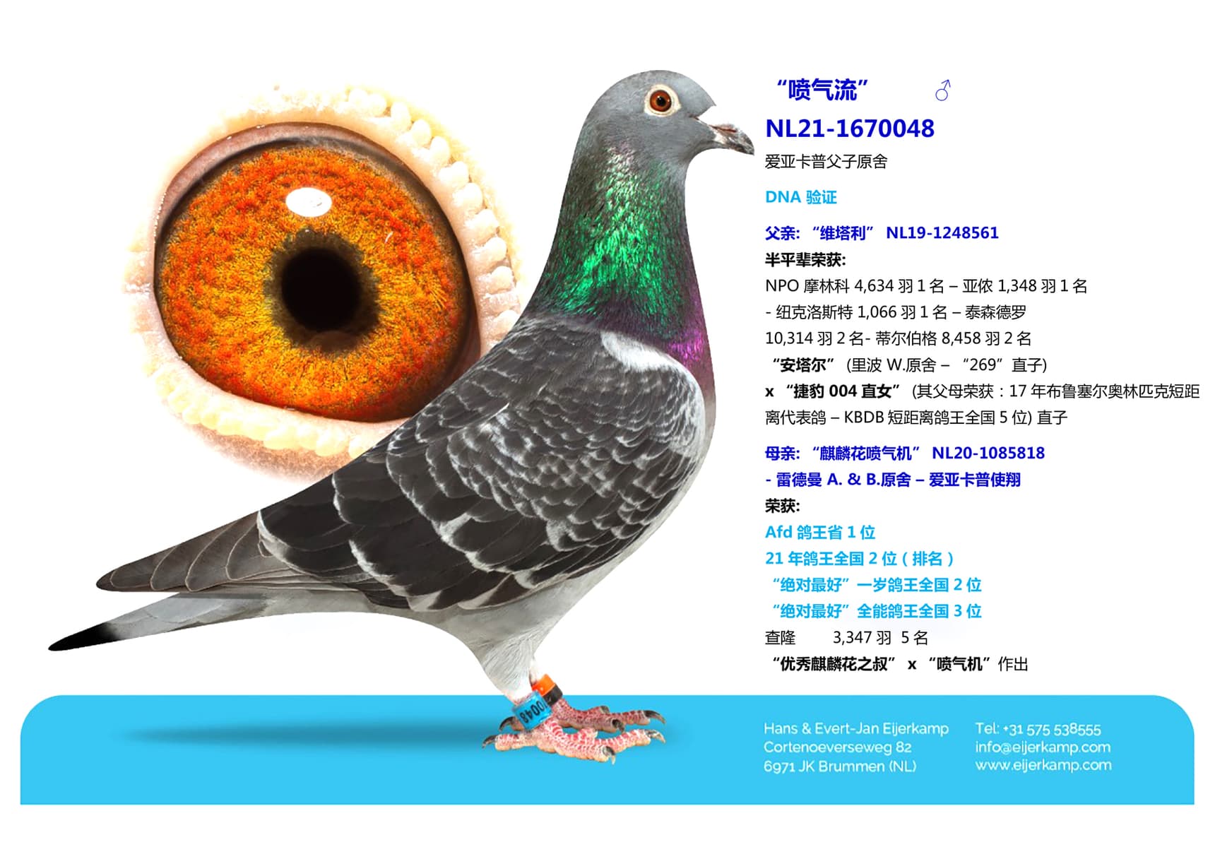 pigeon: “喷气流”