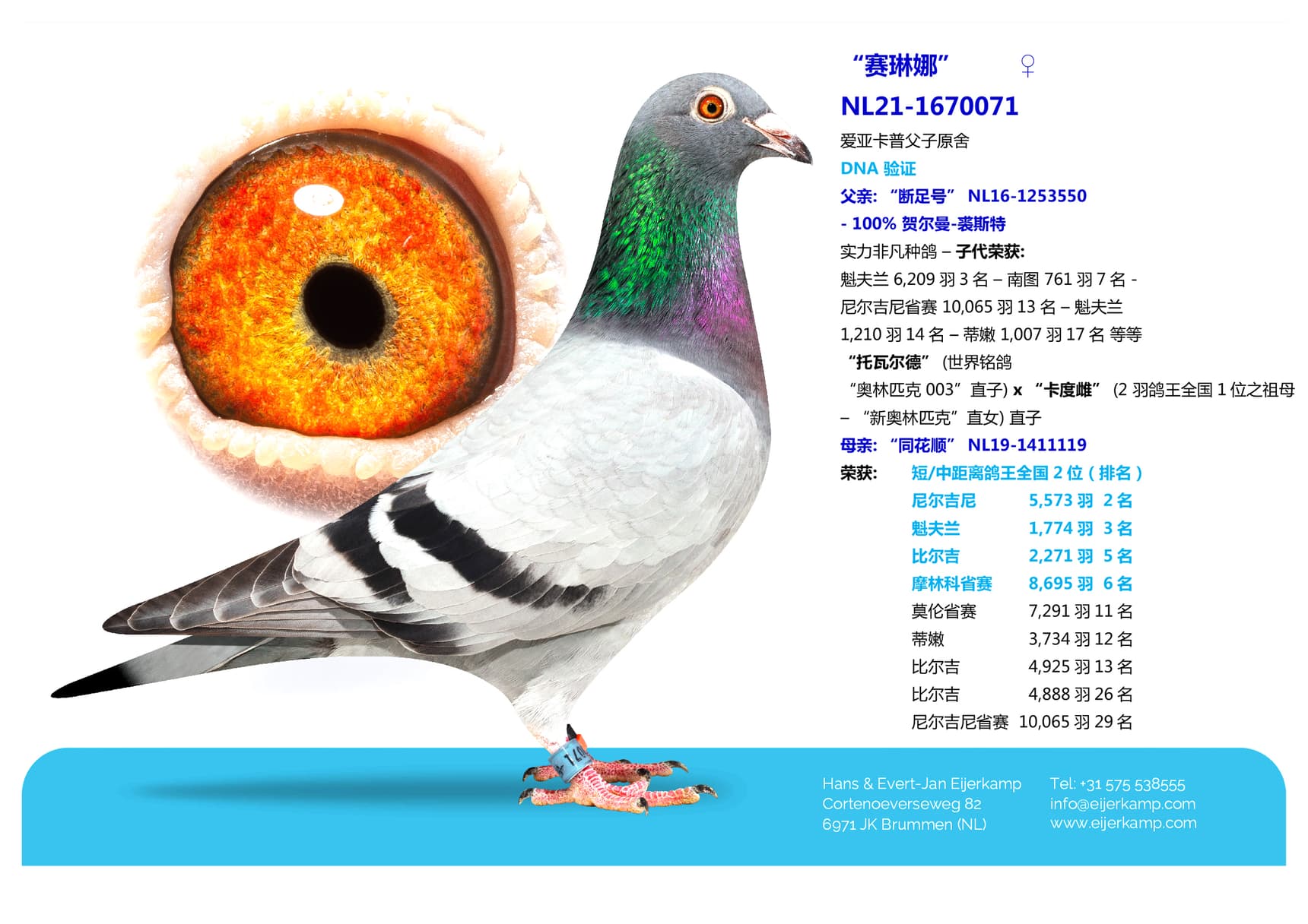 pigeon: “赛琳娜”