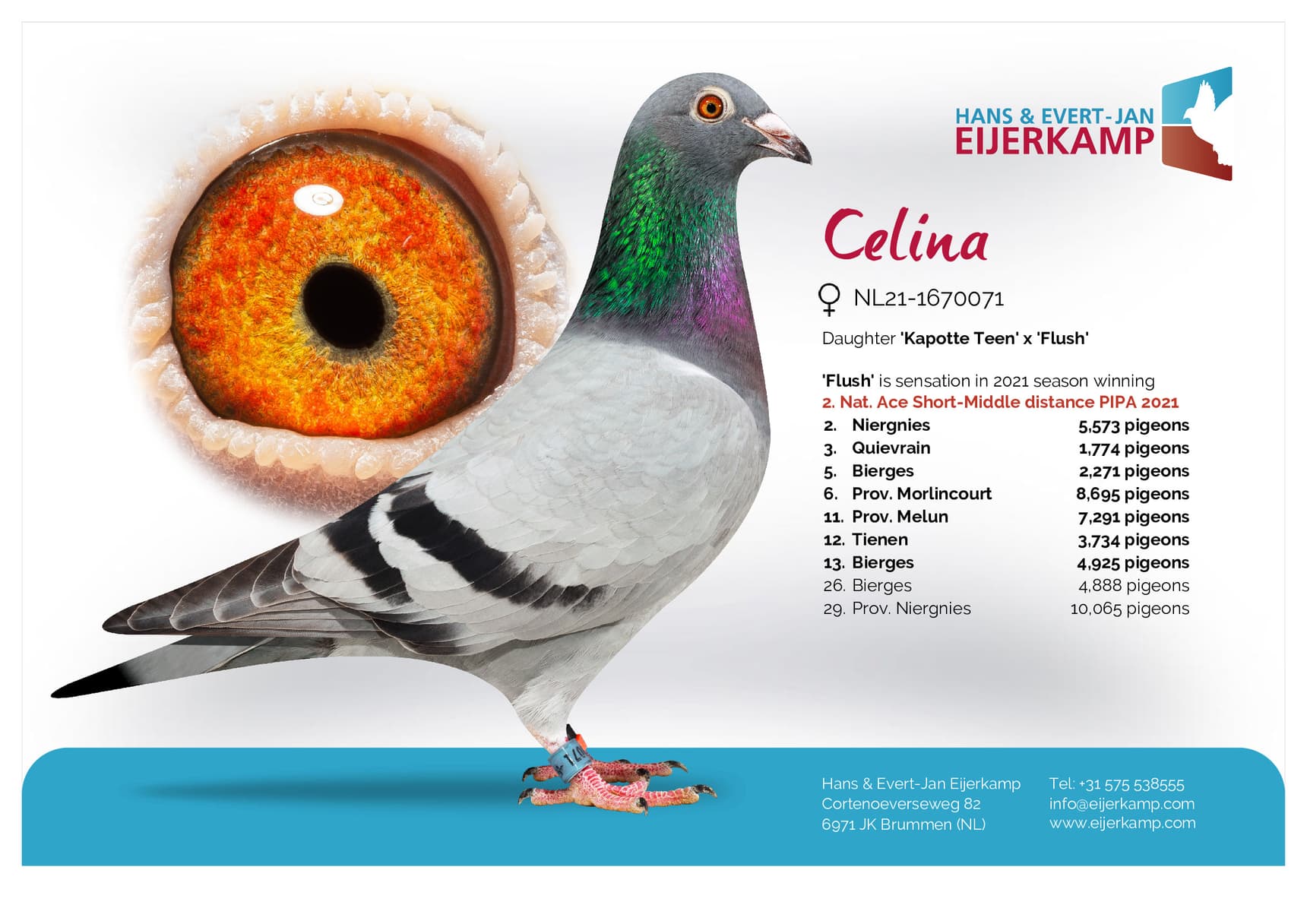 pigeon: “Celina”