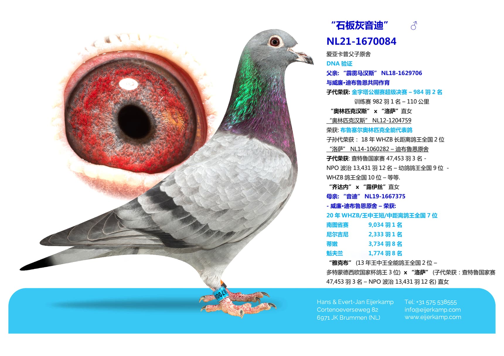 pigeon: “石板灰音迪”