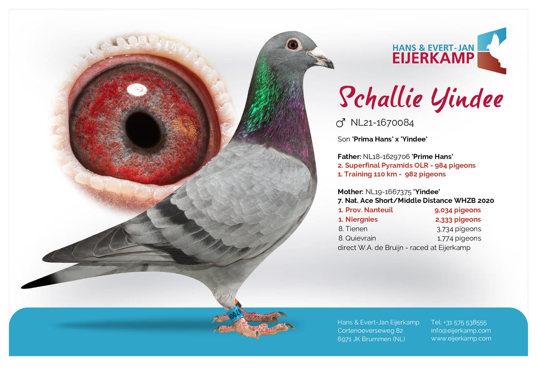 pigeon: “Schallie Yindee”