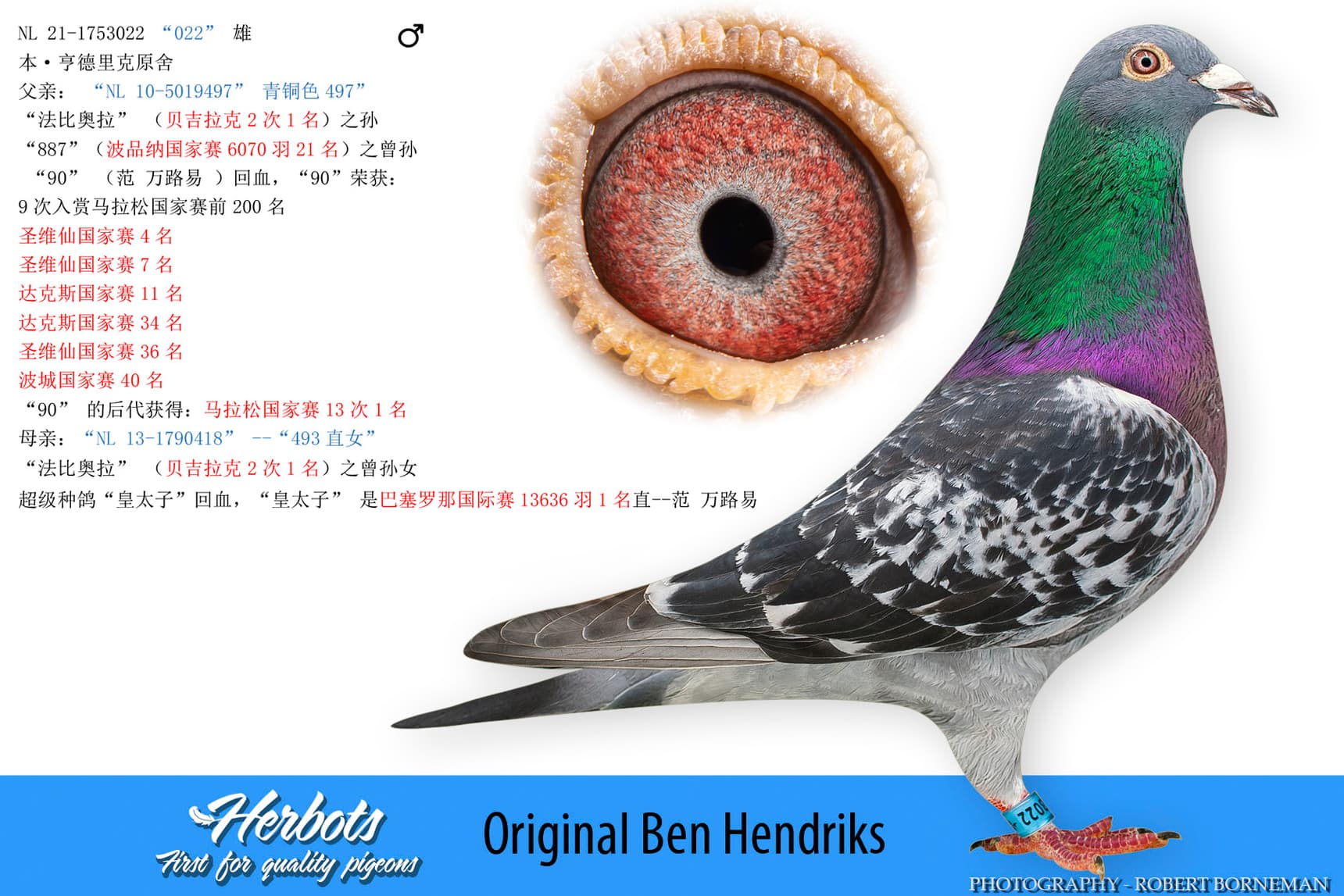 pigeon: undefined