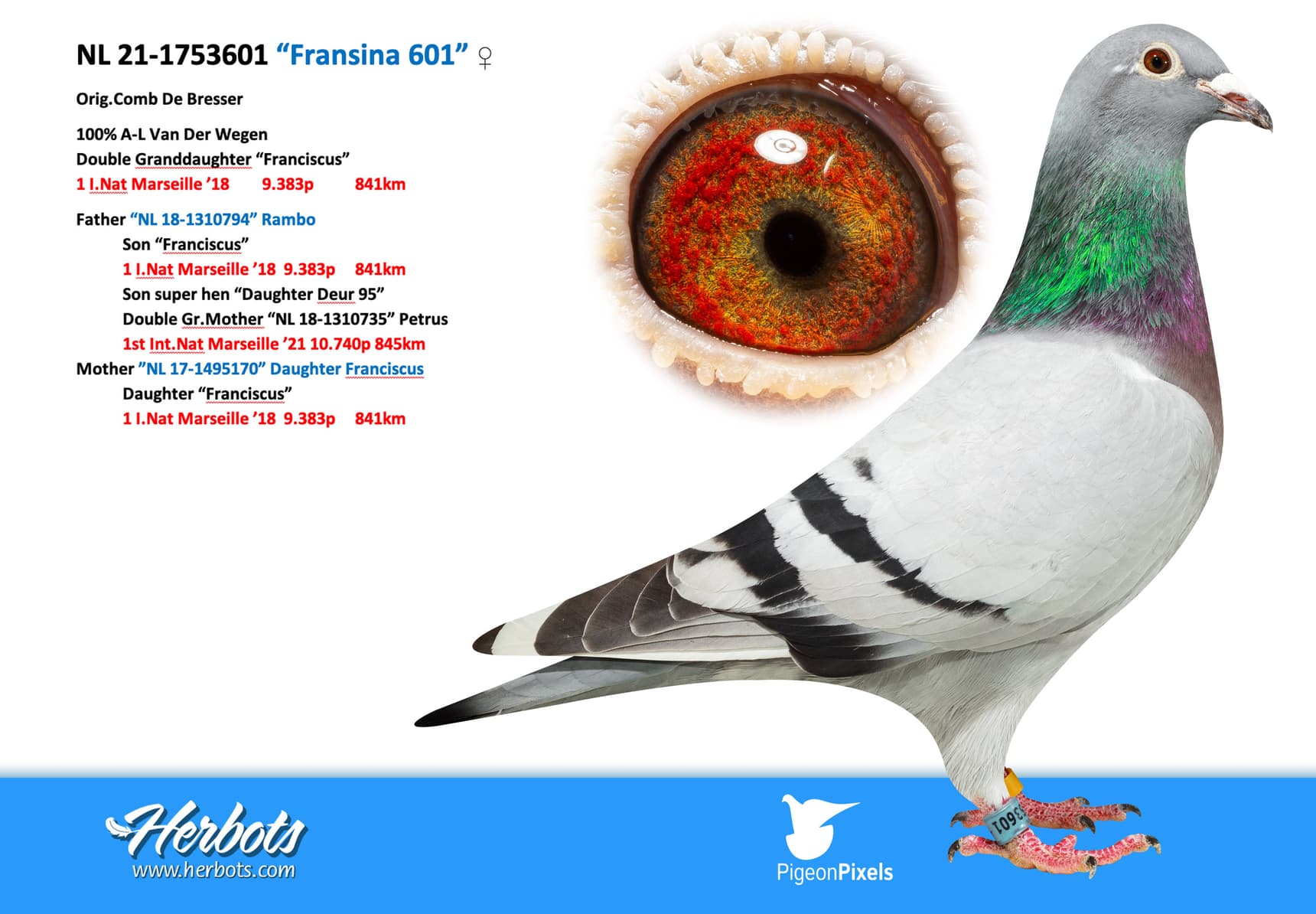 pigeon: “Fransina 601”