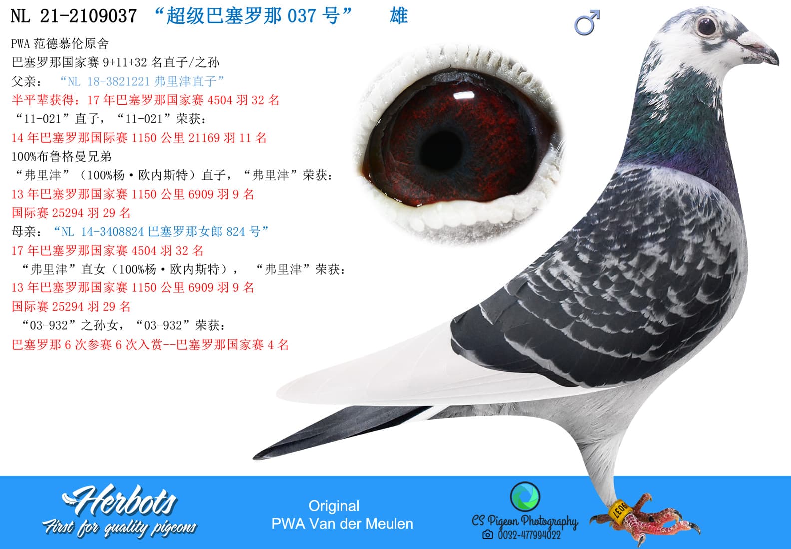 pigeon: “超级巴塞罗那037号”