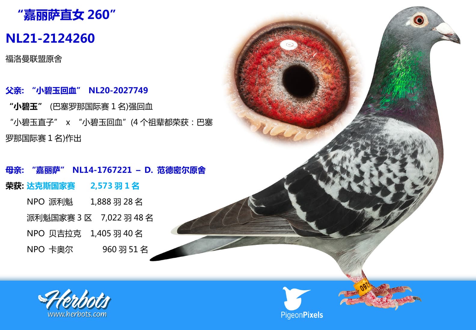 pigeon: undefined