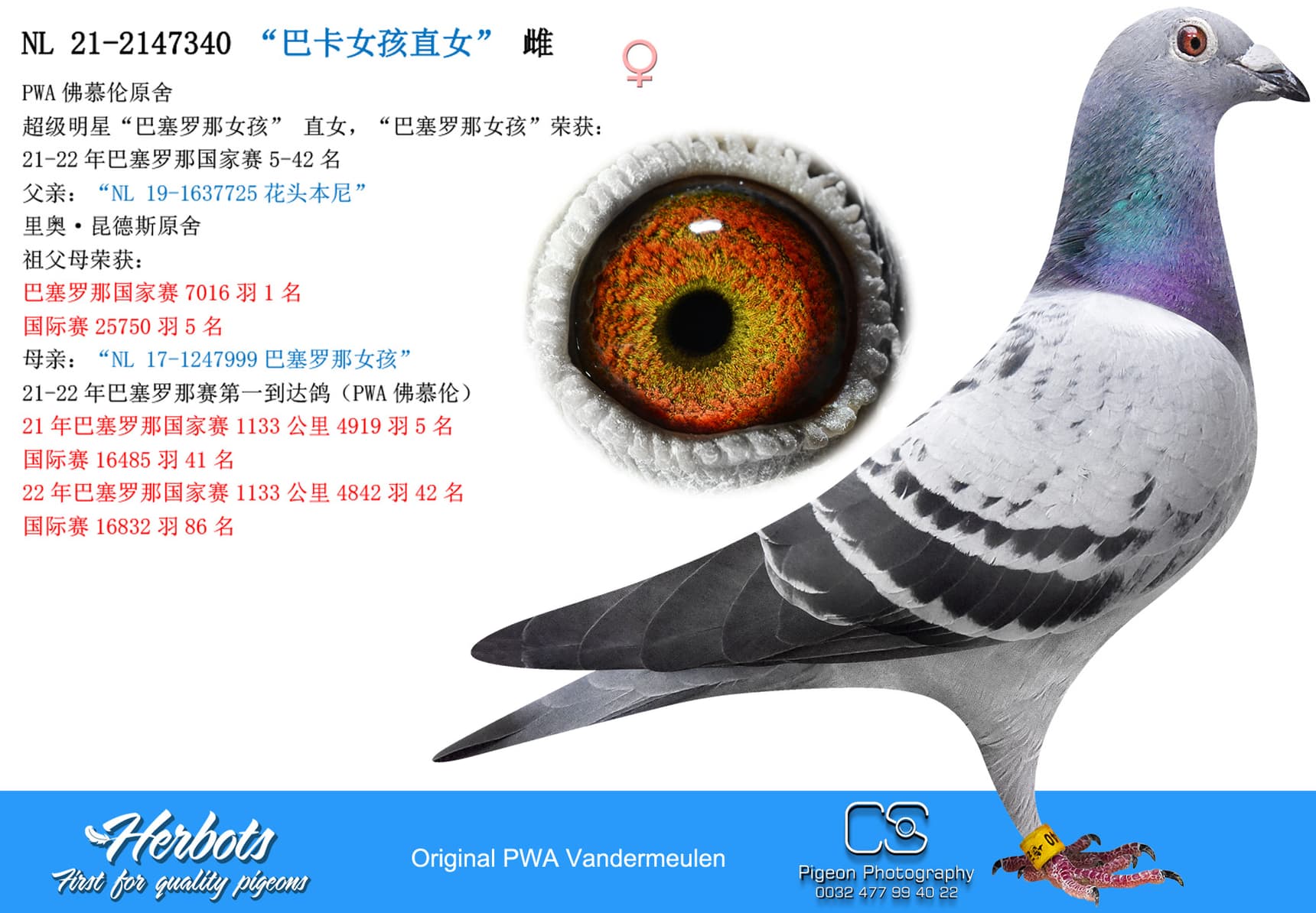 pigeon: “巴卡女孩直女”