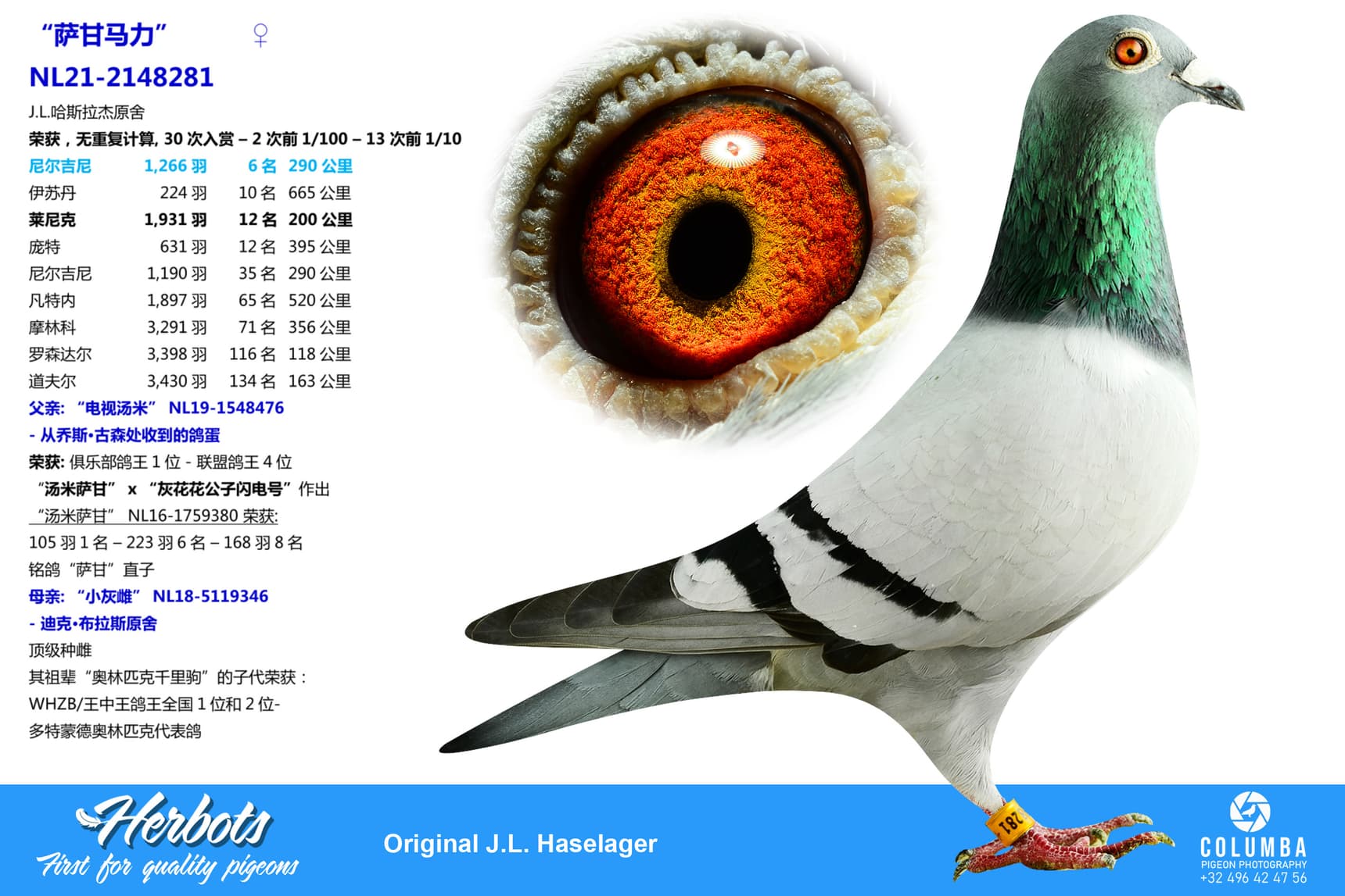 pigeon: undefined