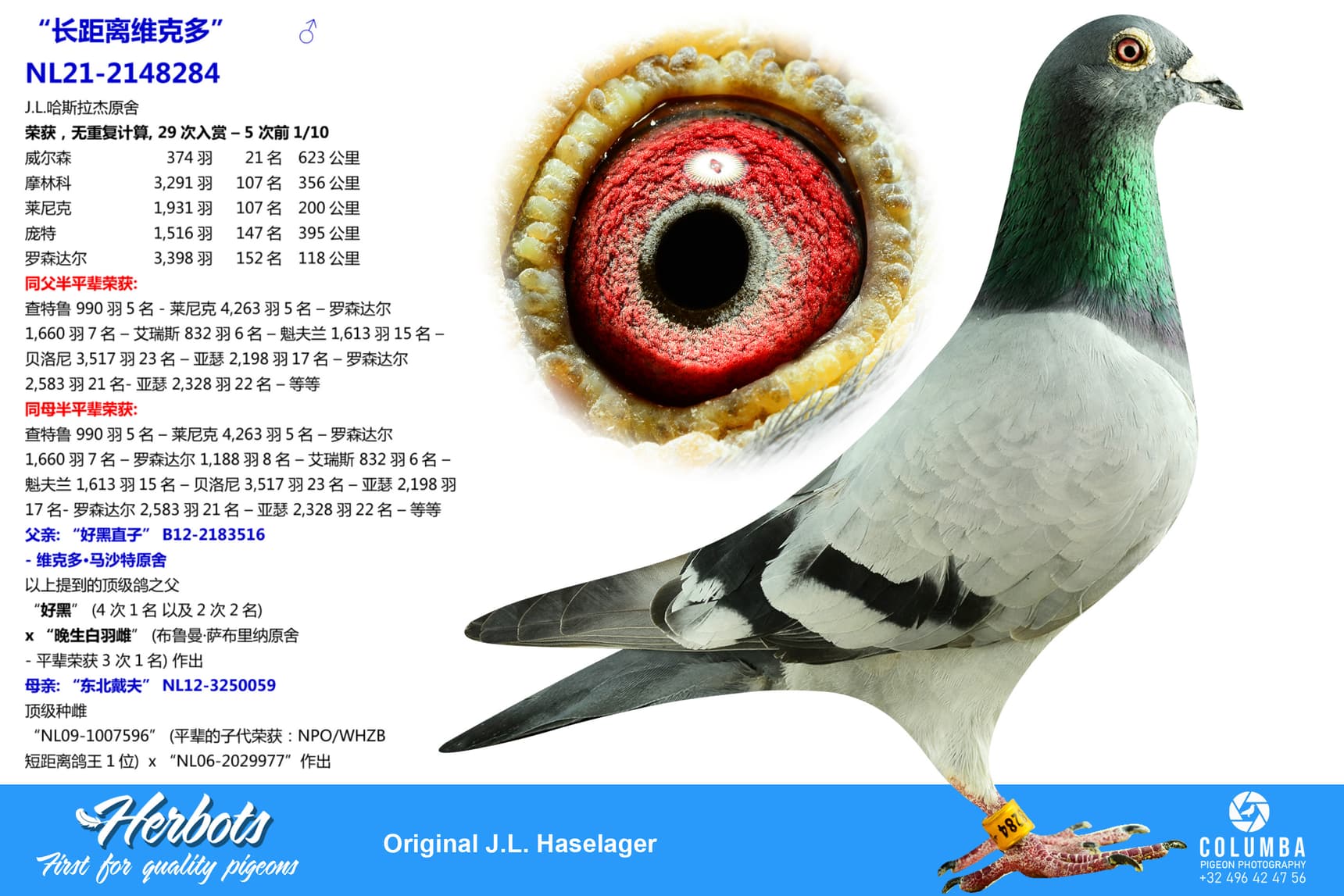 pigeon: undefined