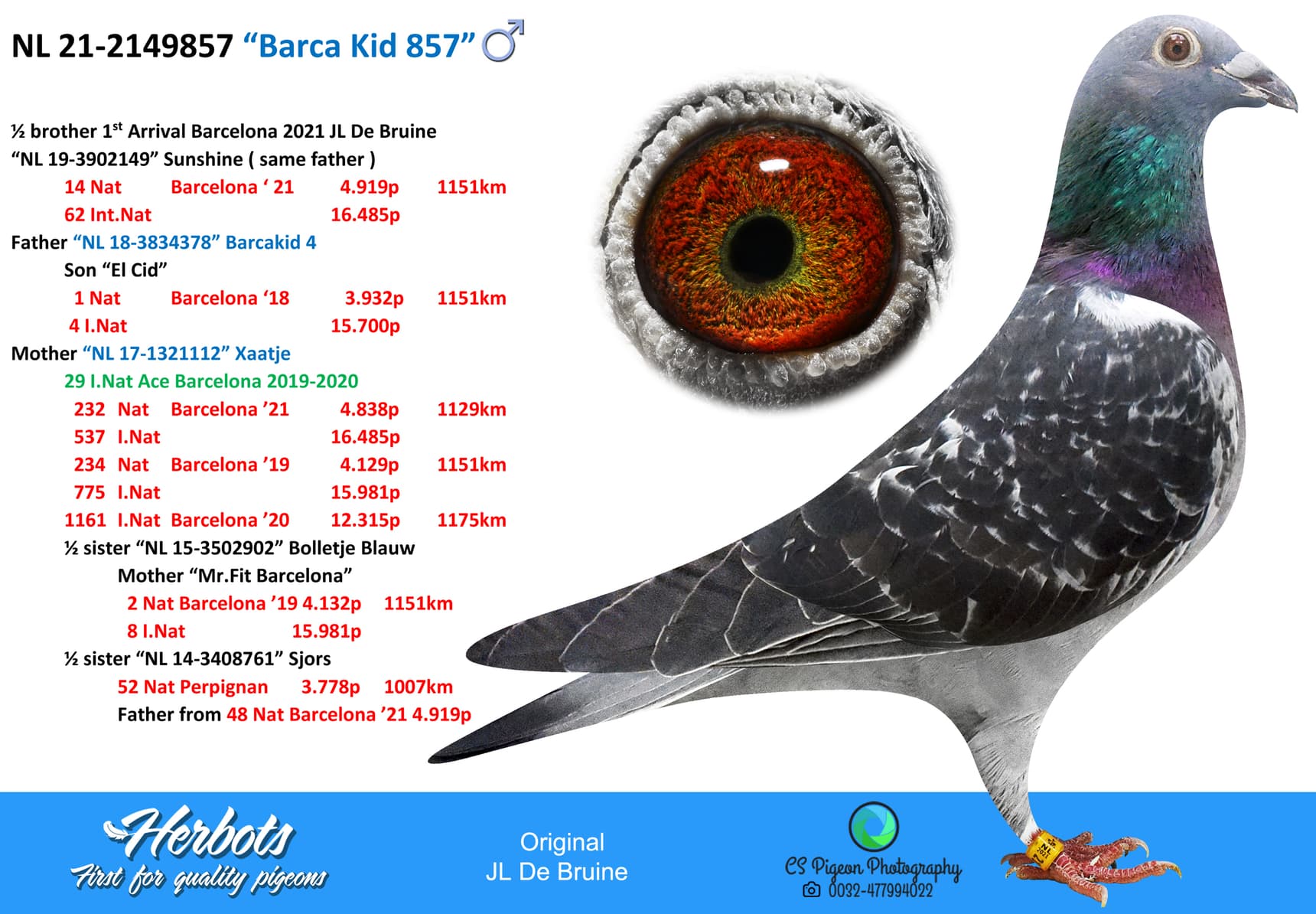 pigeon: “Barca Kid 857”