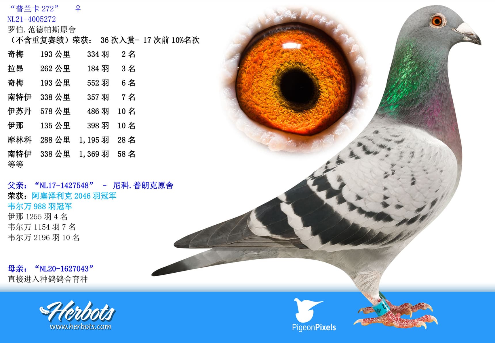 pigeon: “普兰卡272”