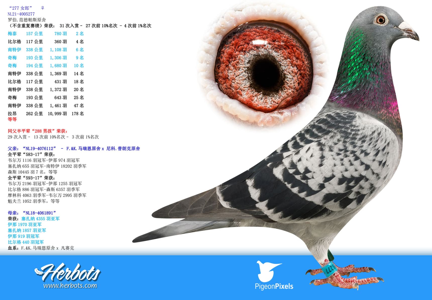 pigeon: undefined