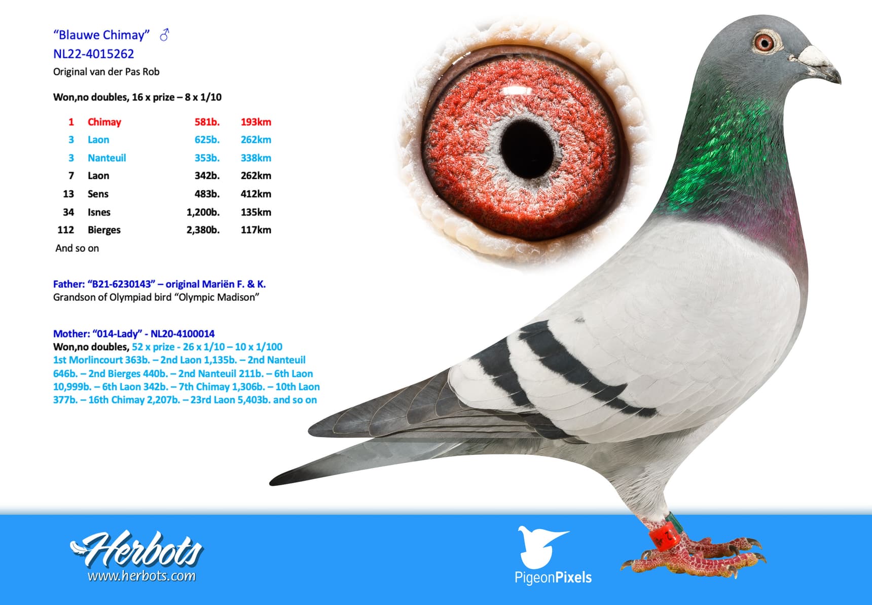 pigeon: undefined