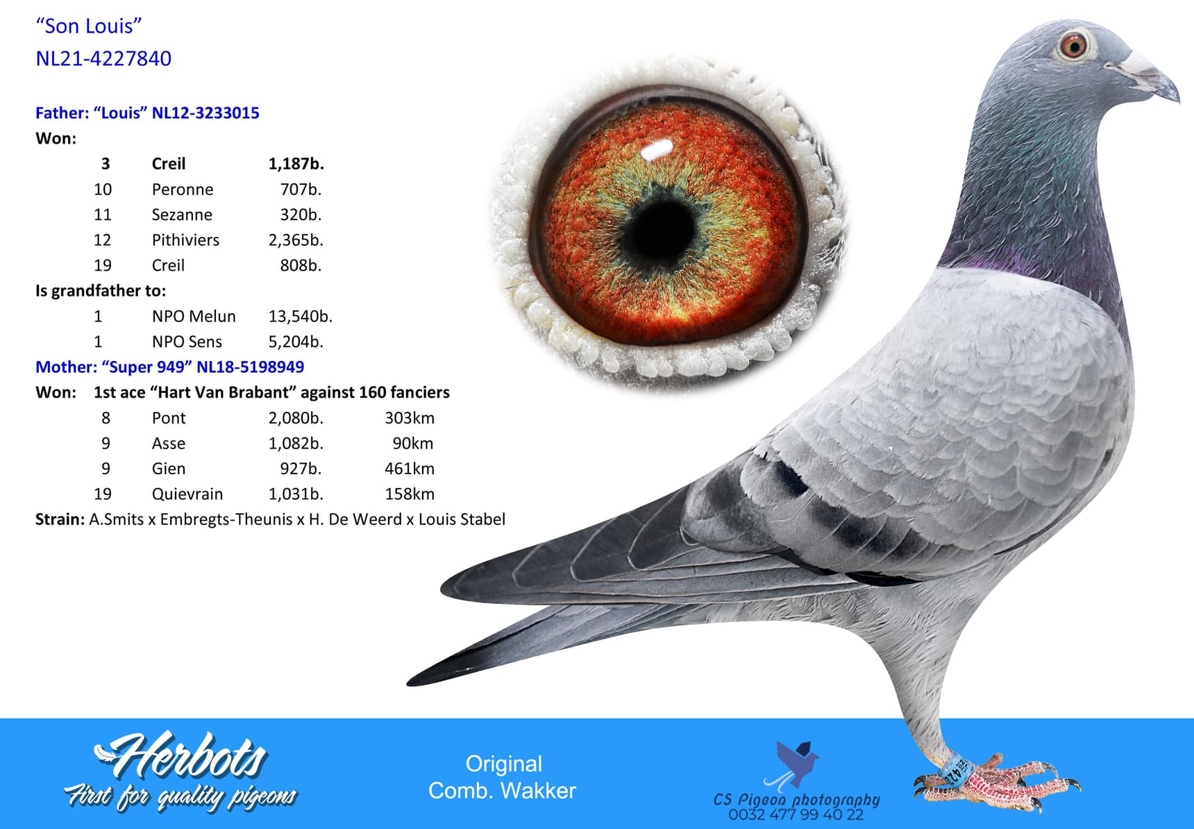 pigeon: “Son Louis”