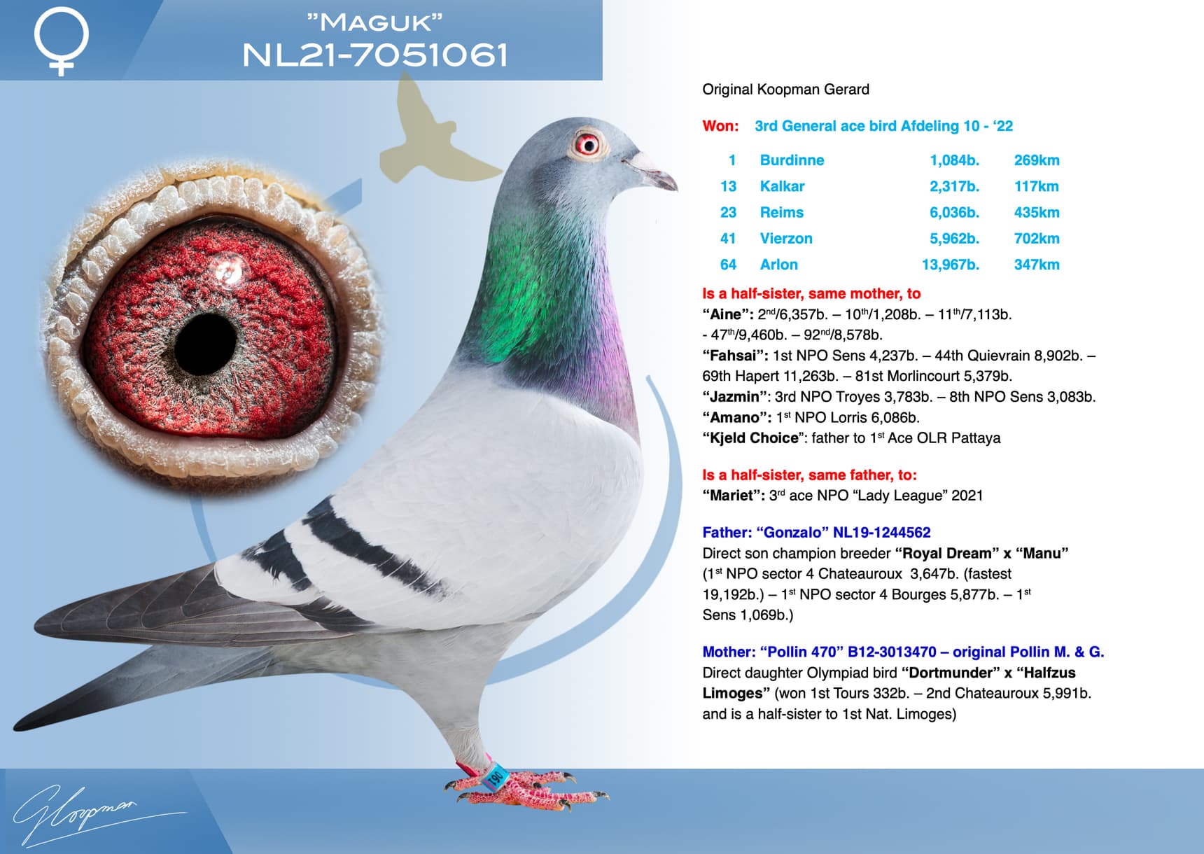 pigeon: undefined