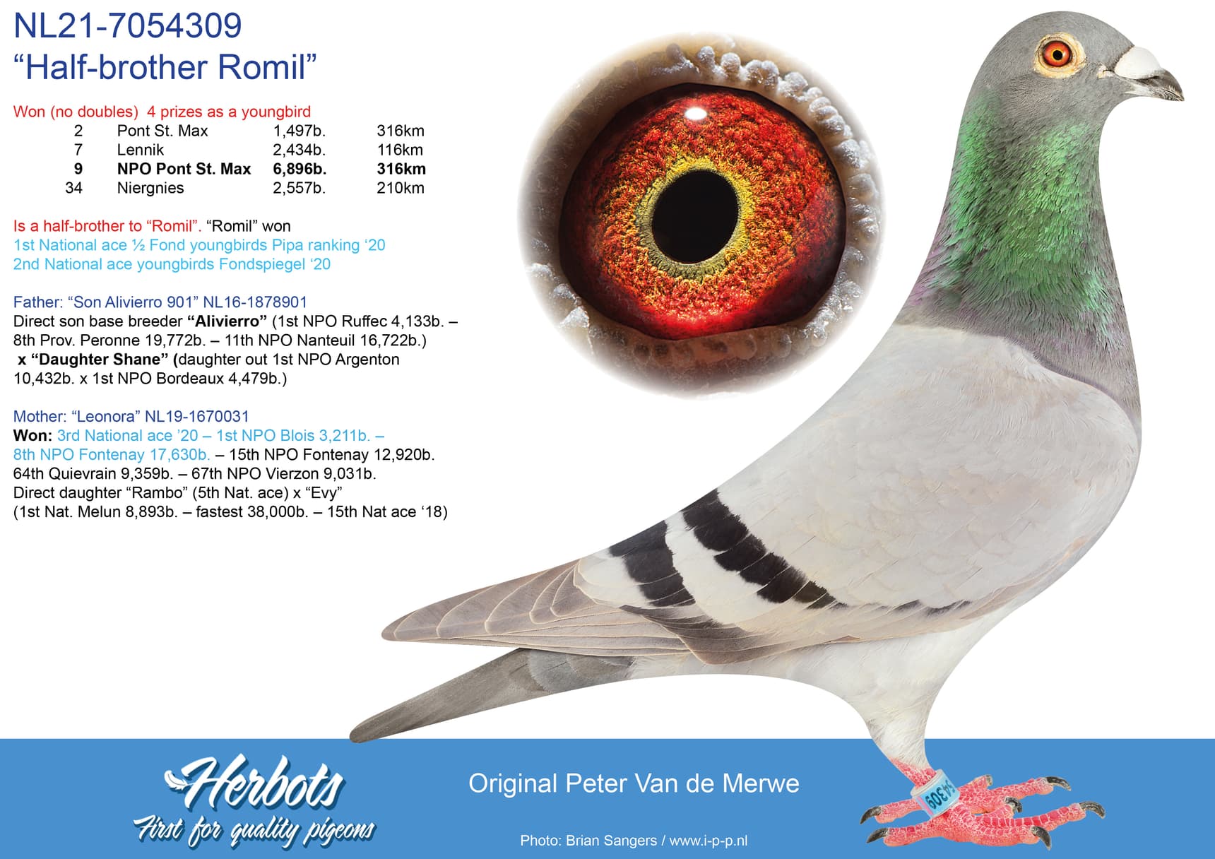 pigeon: “Half-brother Romil”