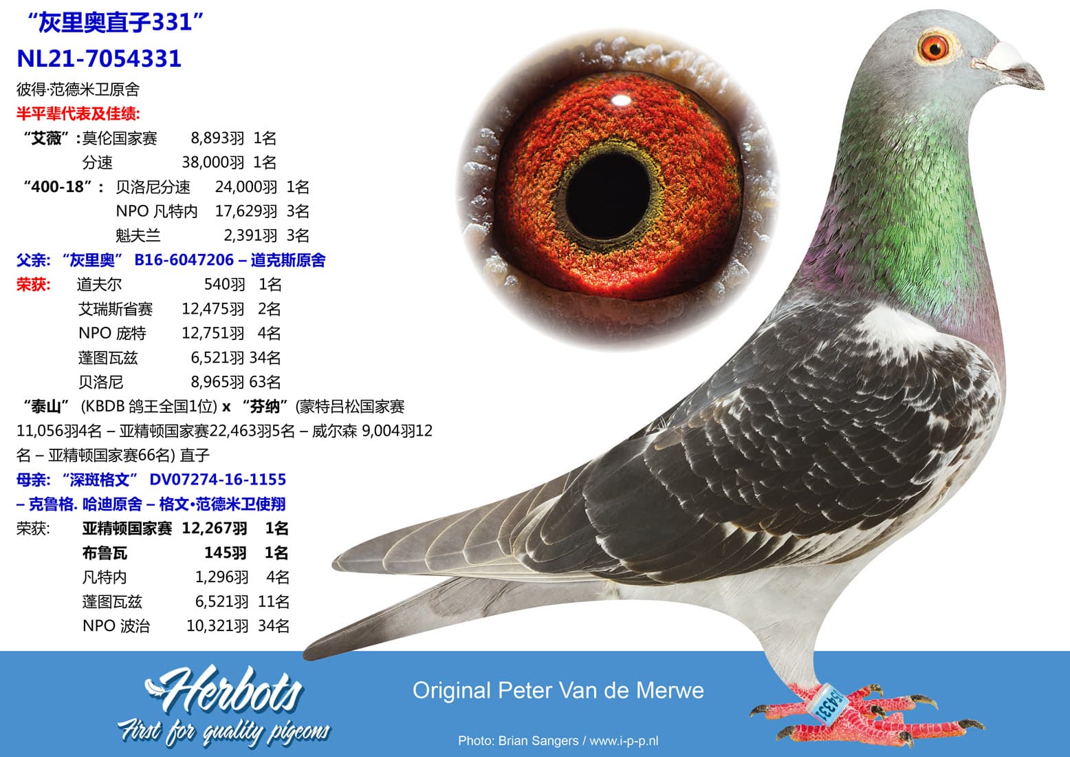 pigeon: undefined