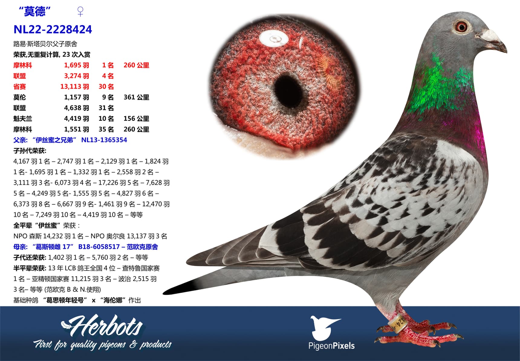 pigeon: undefined