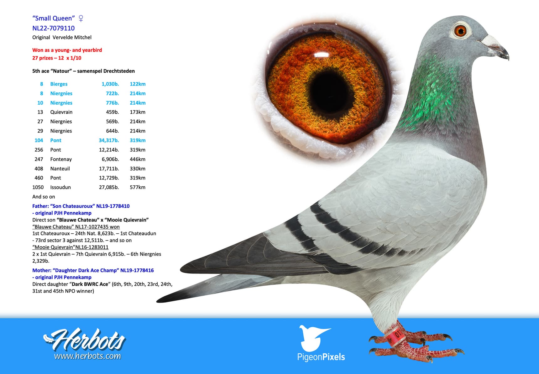 pigeon: undefined