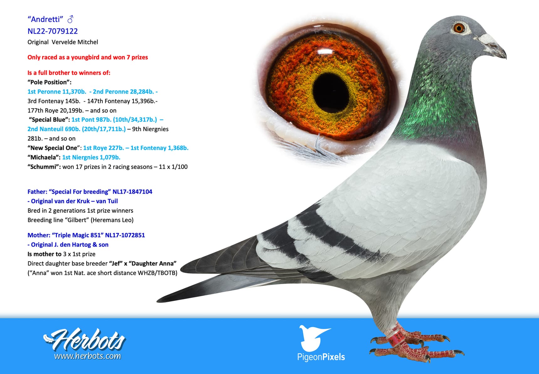 pigeon: “Andretti”