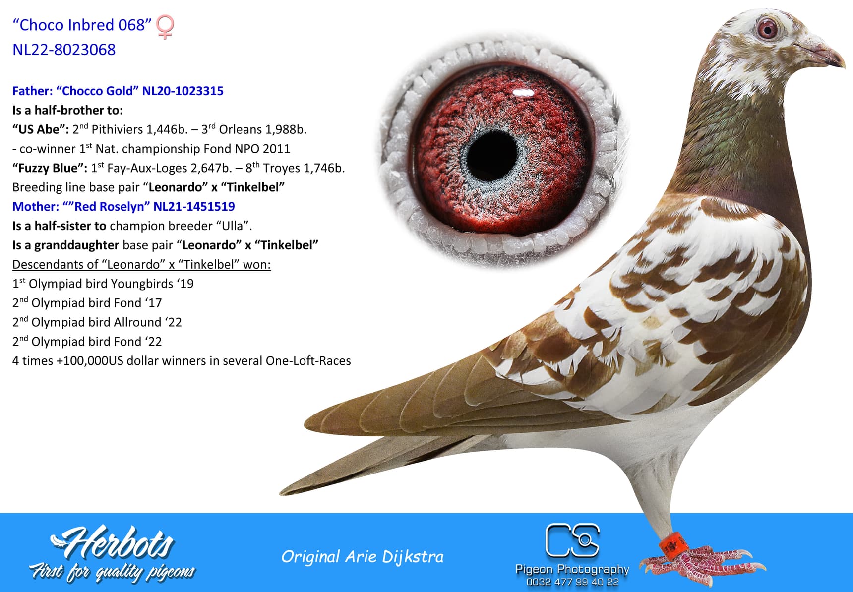 pigeon: “Choco Inbred 068”