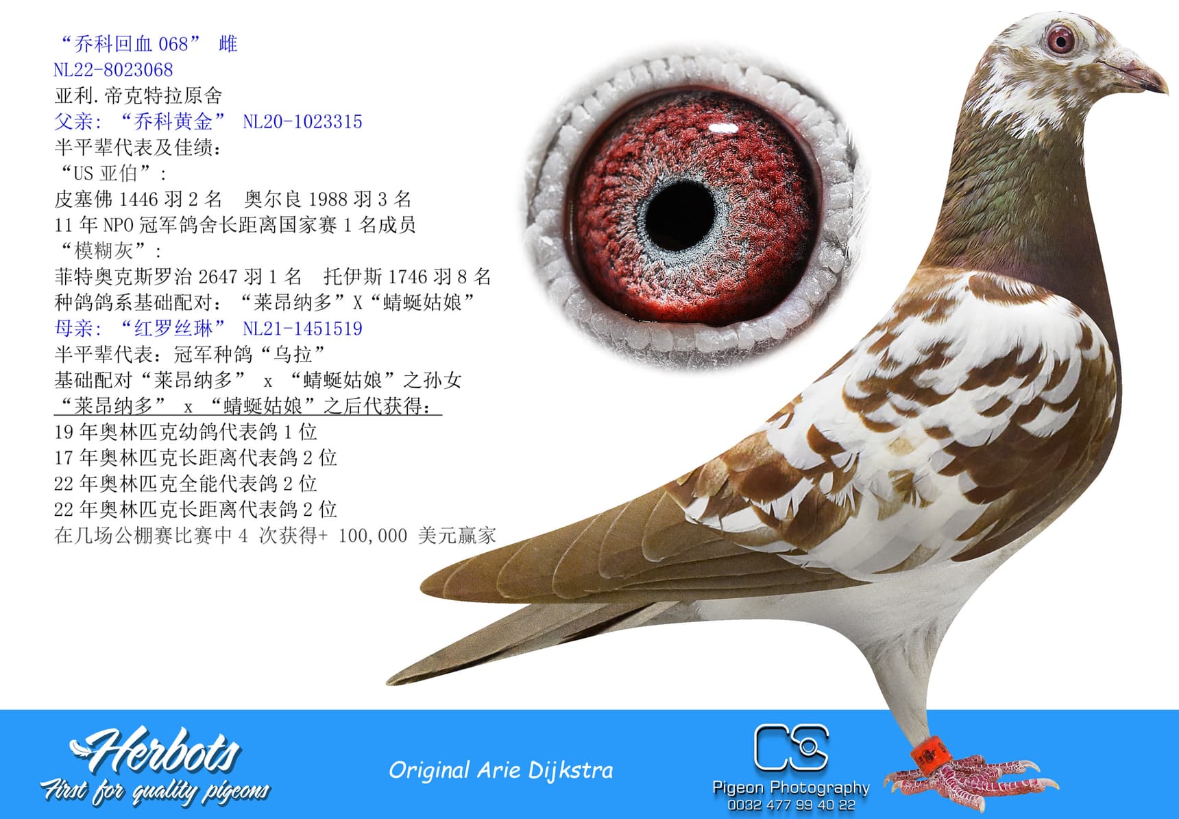 pigeon: “乔科回血068”