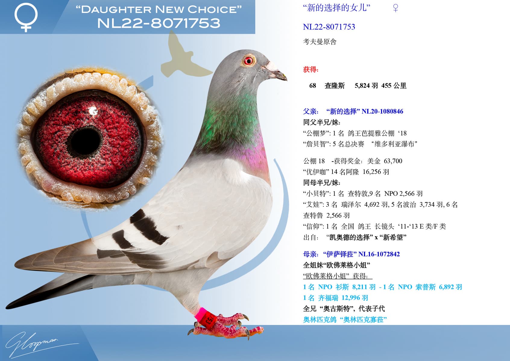 pigeon: undefined